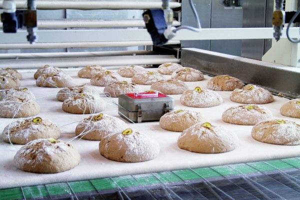 Mehrere runde Brotteige auf einem Förderband in einer Bäckerei. Ein rotes Gerät misst möglicherweise Parameter während der Produktion.