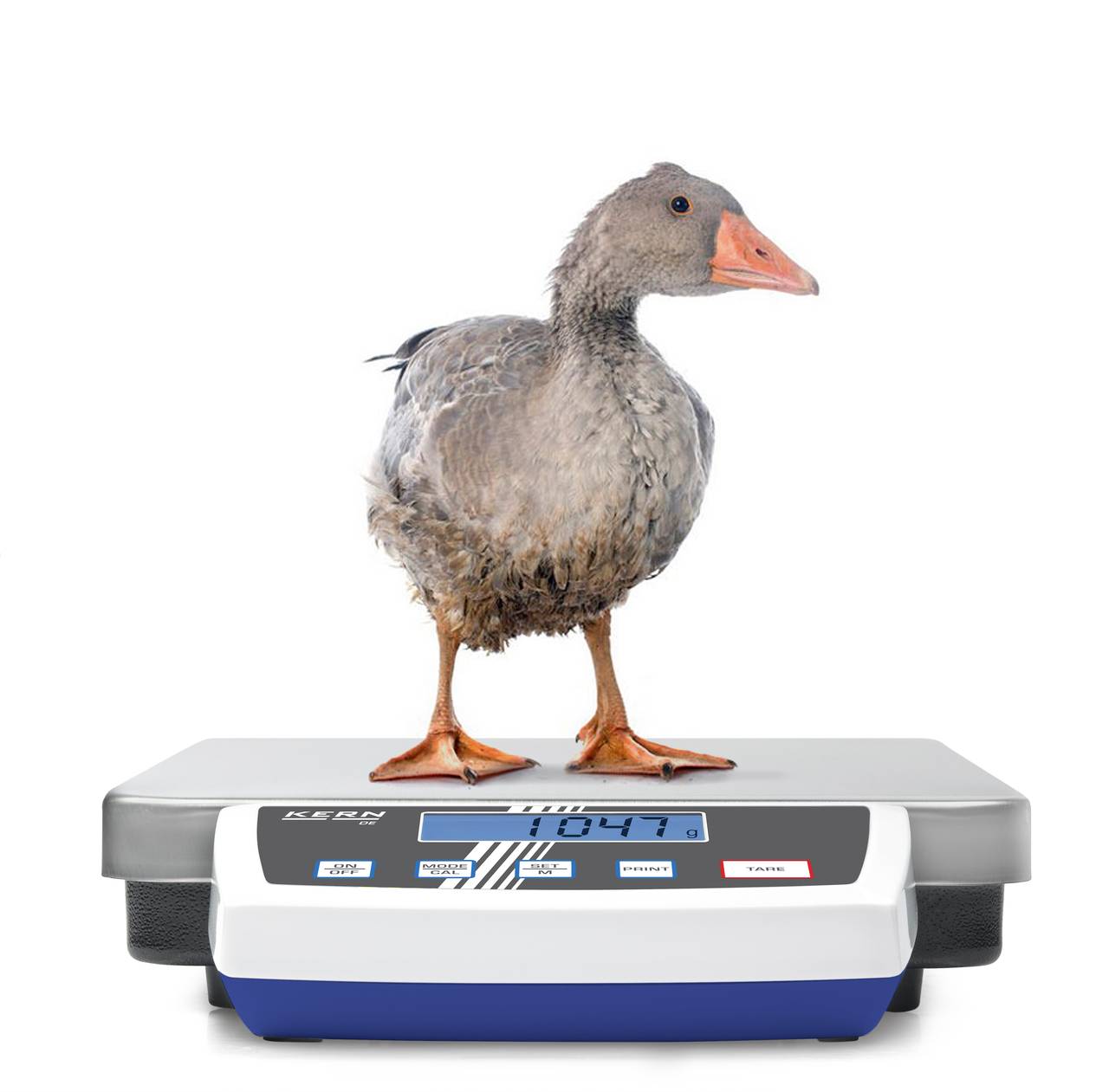 Eine Gans steht auf einer digitalen Waage, die 3,47 Kilogramm anzeigt.