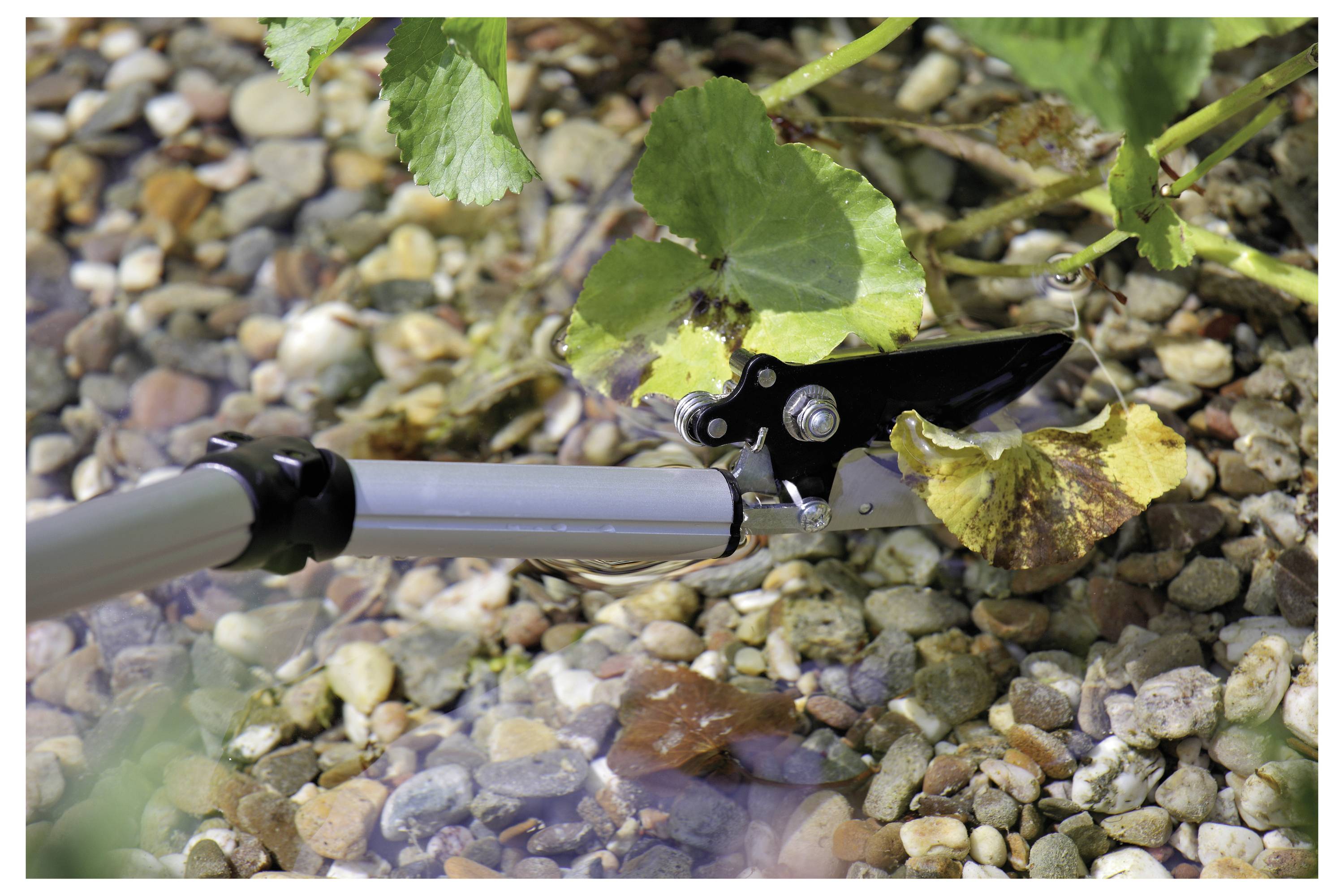 Gartenschere an einem langen Stiel, die Blätter in einem flachen, felsigen Teich zwischen grünem und gelbem Laub schneidet.