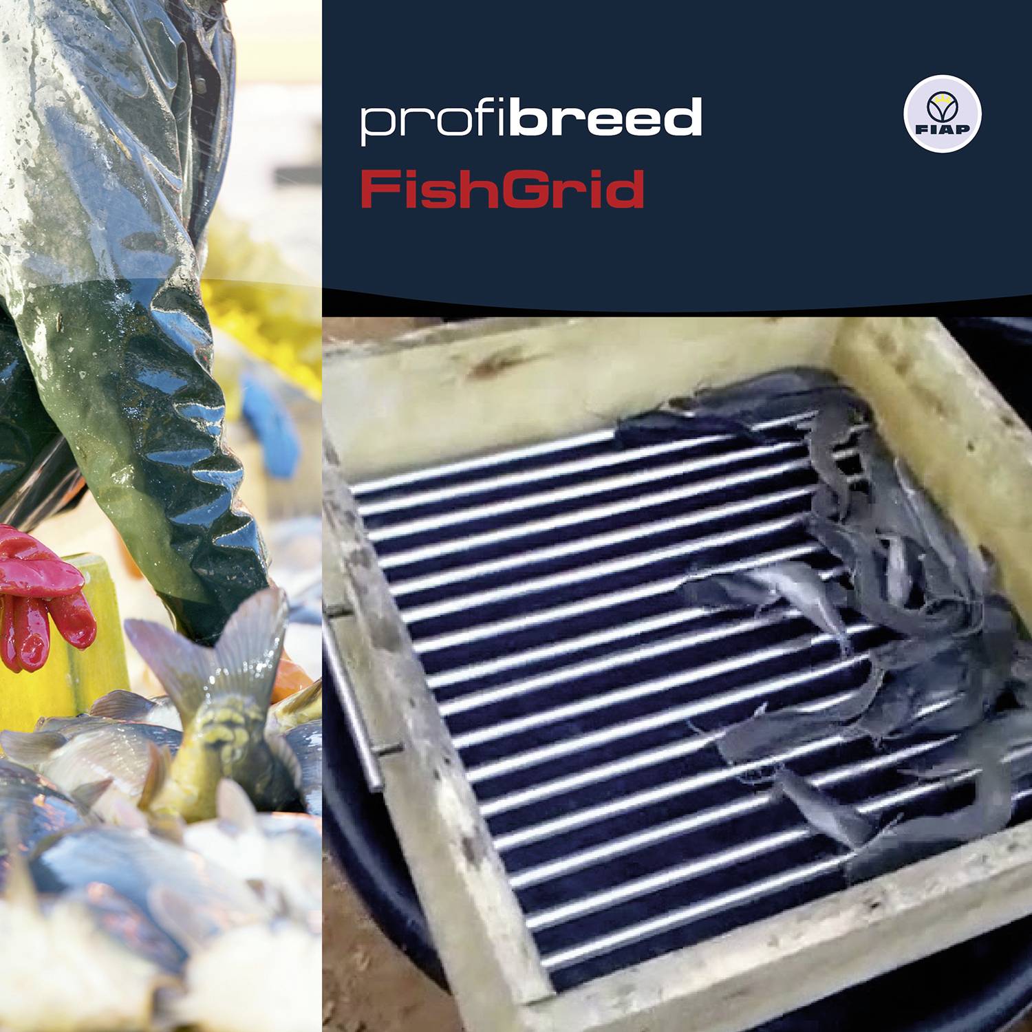 'Profibreed FishGrid' Poster: Links zeigt eine Person in Schutzkleidung Fische sortierend. Rechts liegt ein Gitter über einem Behälter mit Fischen.