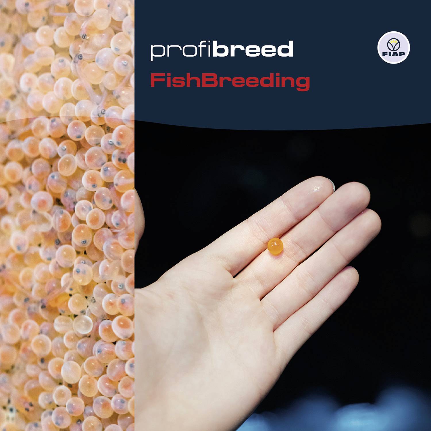 Person hält ein einzelnes Fisch-Ei in der Hand. Links viele orange Fisch-Eier. Text: 'profibreed FishBreeding'.