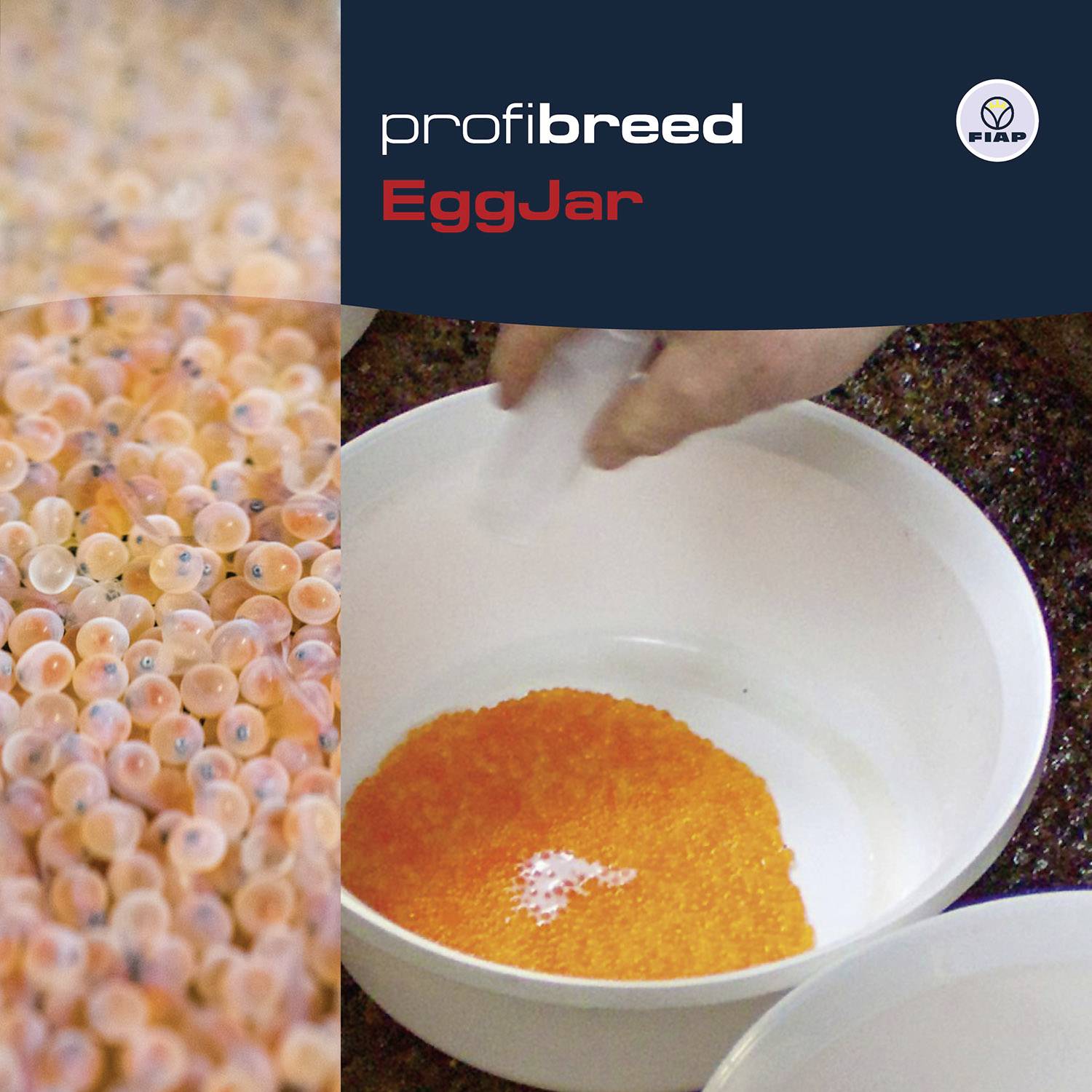 Ein Behälter mit orangefarbenen Fischlaicheiern, beschriftet mit 'profi breed EggJar', zeigt den Zuchtprozess in einer Wasserumgebung.