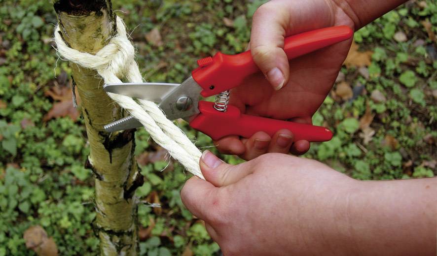 Eine Hand hält rote Gartenschere, die ein Seil durchschneidet, das um einen kleinen Baumstamm gewickelt ist.