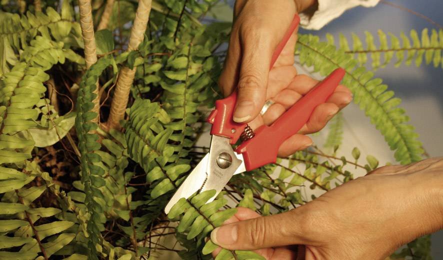 Person schneidet mit einer roten Gartenschere die Blätter eines Farns.