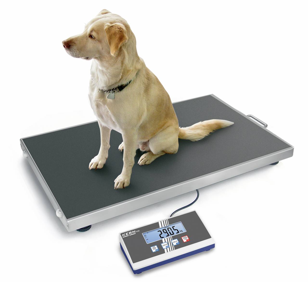 Ein Hund sitzt auf einer digitalen Waage, die 29,05 Kilogramm anzeigt.