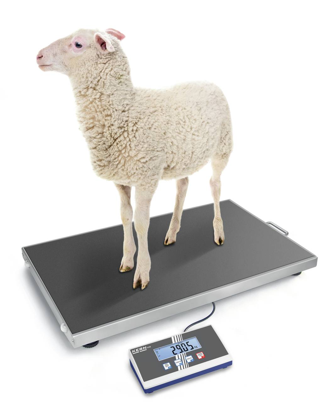 Ein Schaf steht auf einer digitalen Waage. Die Anzeige zeigt das Gewicht des Schafs an.