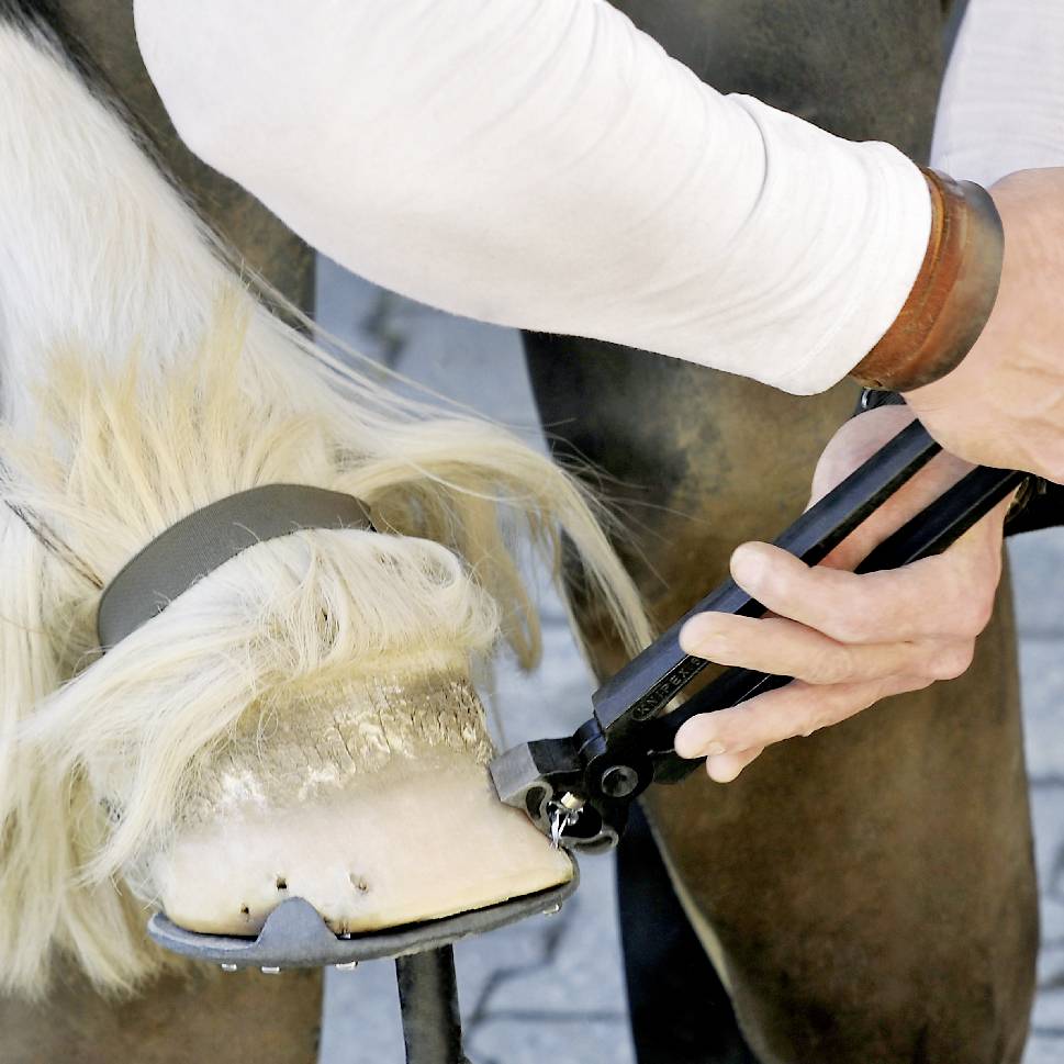 Person beschlägt ein Pferd, indem sie den Huf mit Werkzeugen bearbeitet.