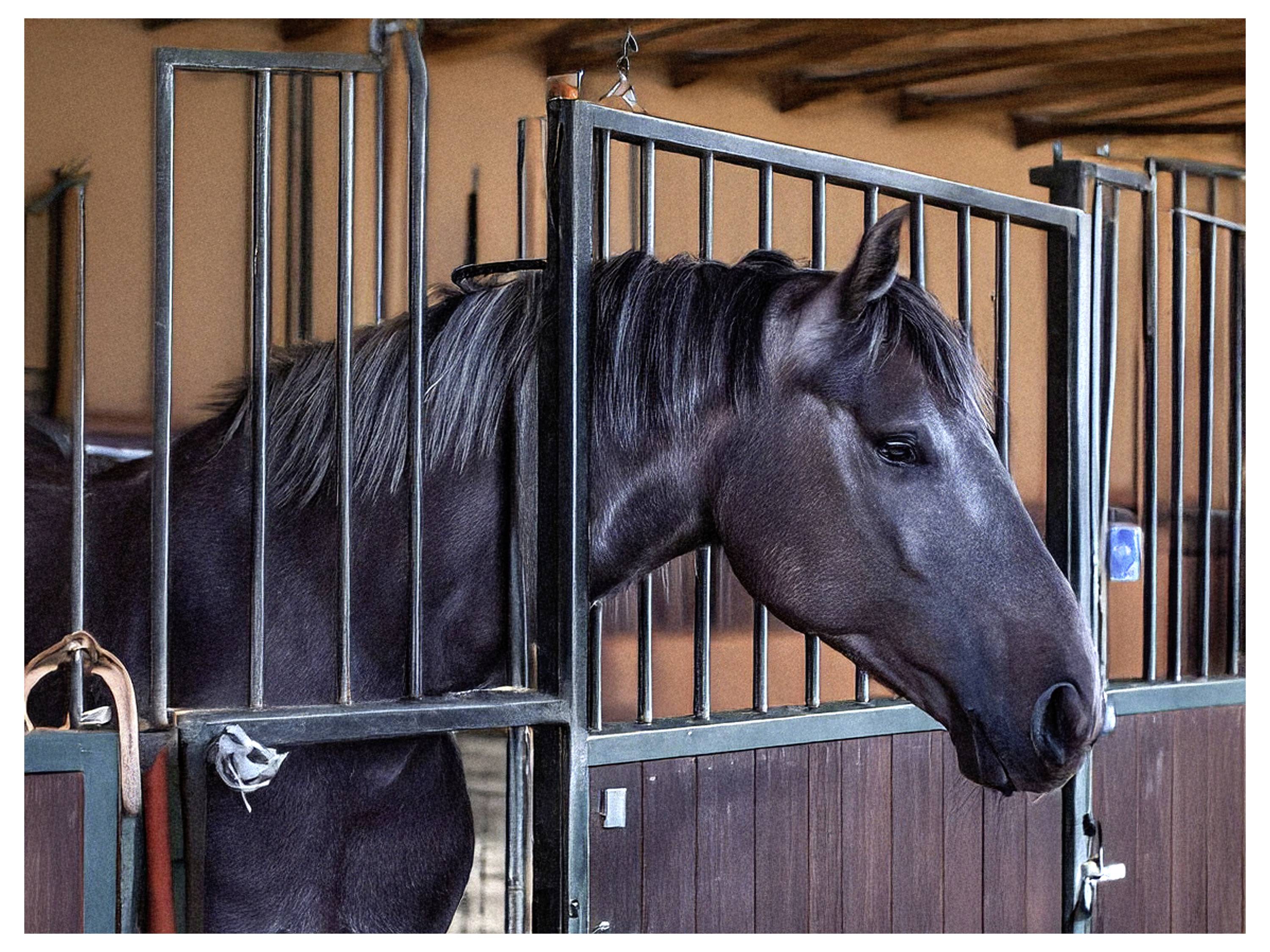 Swissinno Natural Control Outdoor 1 320 001KN Fliegenfalle Lockstoff Blau 1St.