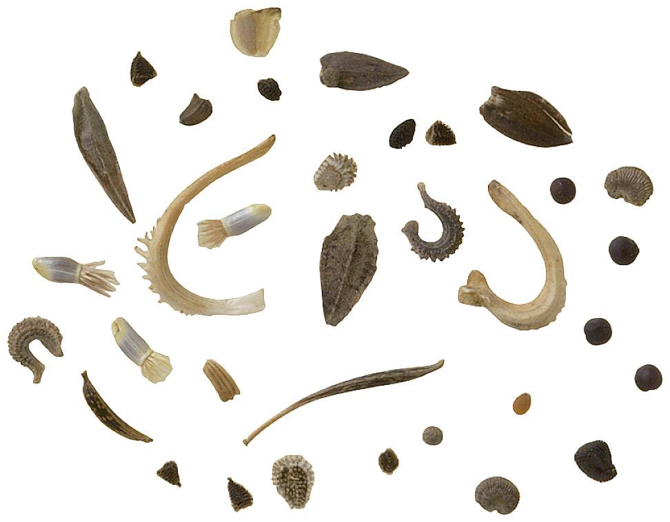 Kosmos 604028 Garten-Piraten Bastelbox ab 8 Jahre