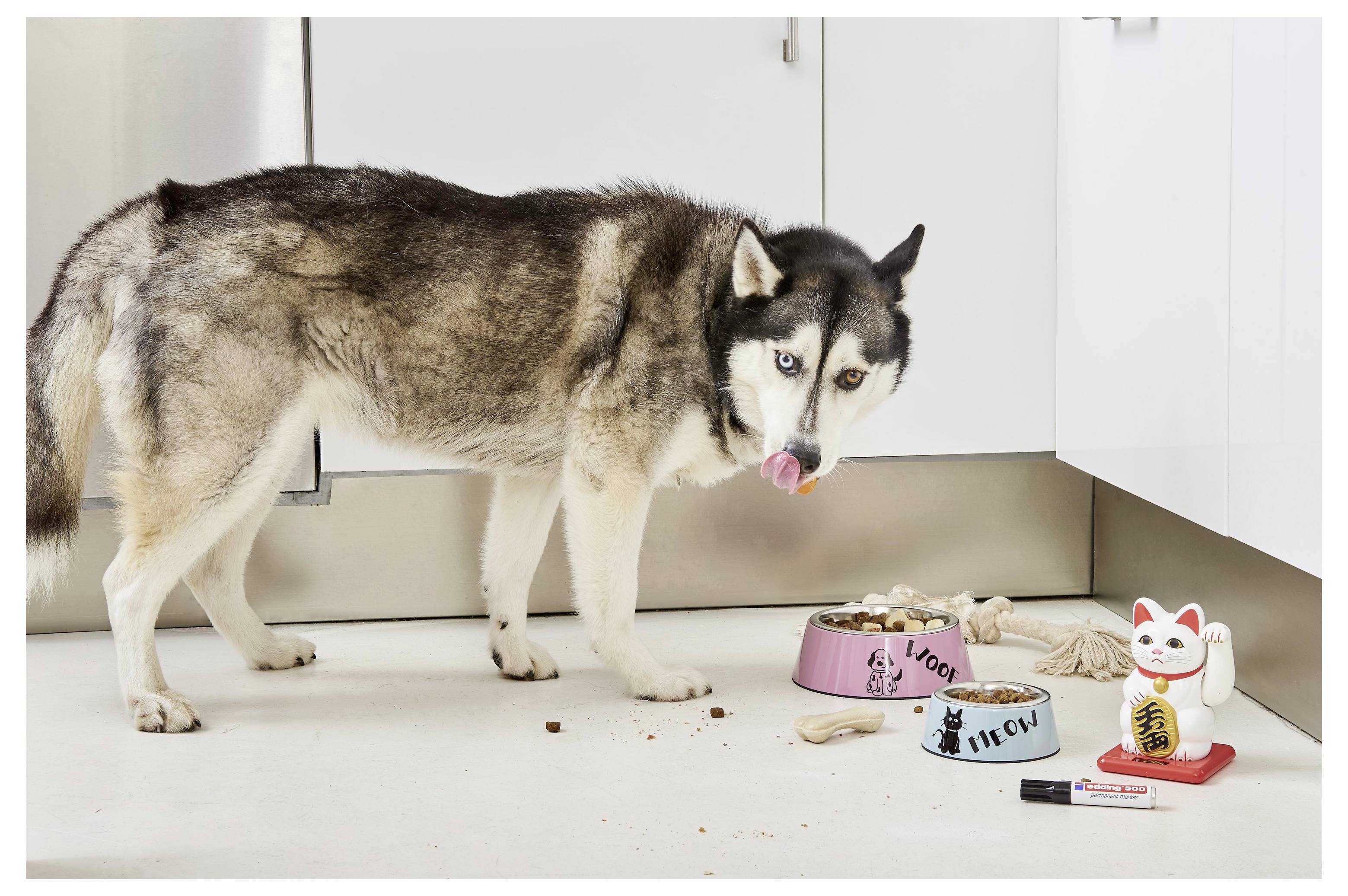 Husky, der in einer Küche neben Futternäpfen und einer winkenden Katzenfigur steht, blickt mit heraushängender Zunge in die Kamera.