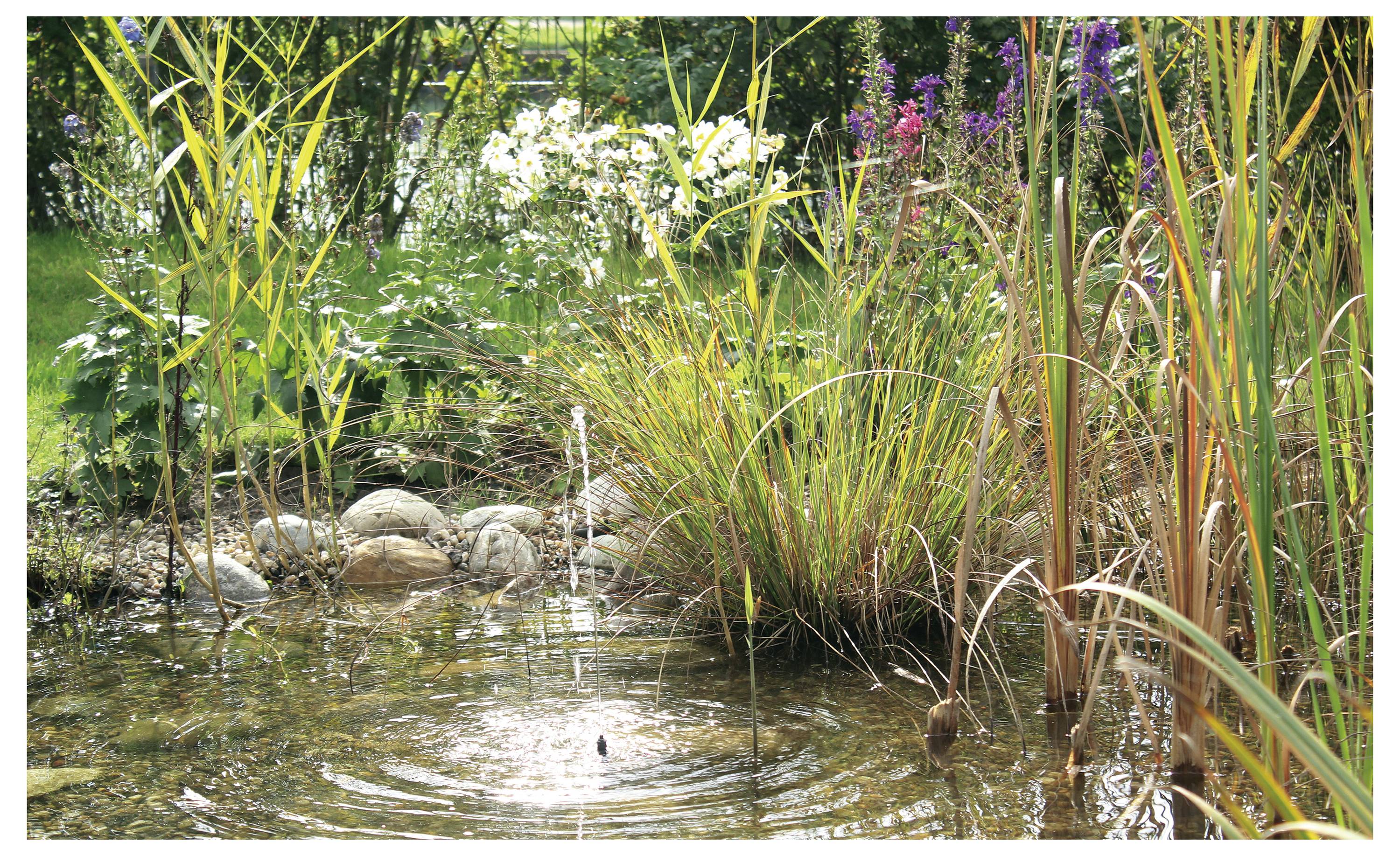 Ein kleiner Teich, umgeben von hohen Gräsern und blühenden Blumen, mit klarem Wasser, das die üppige Vegetation spiegelt.