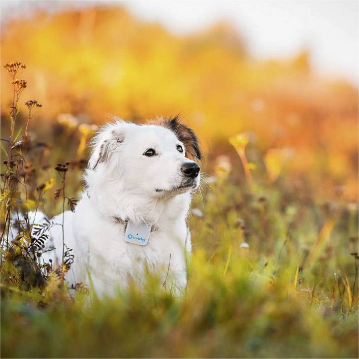 Tractive Classic GPS Tracker Haustiertracker Weiß