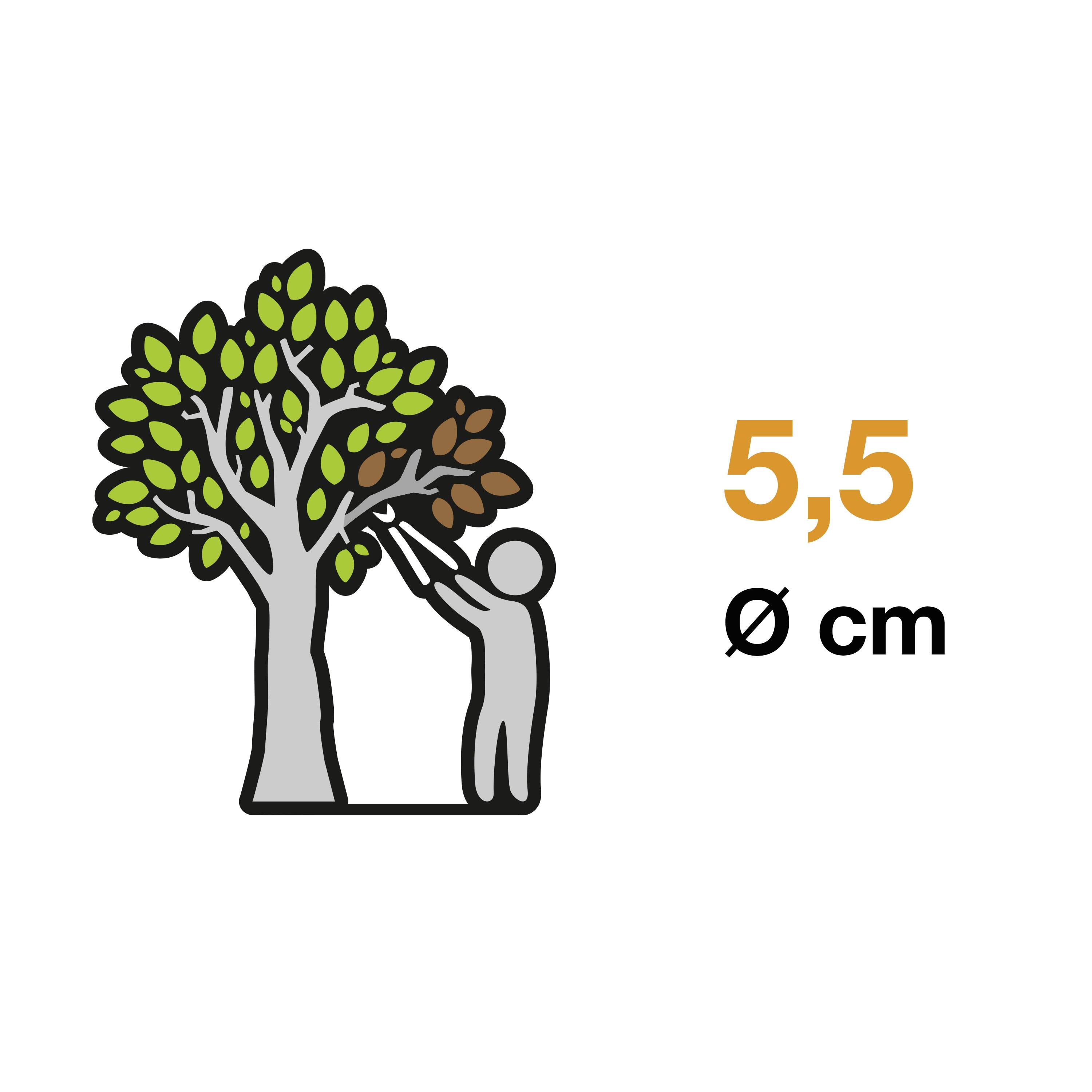 Eine Person steht auf Zehenspitzen und pflückt braune Blätter von einem Baum. Daneben steht '5,5 Ø cm'.