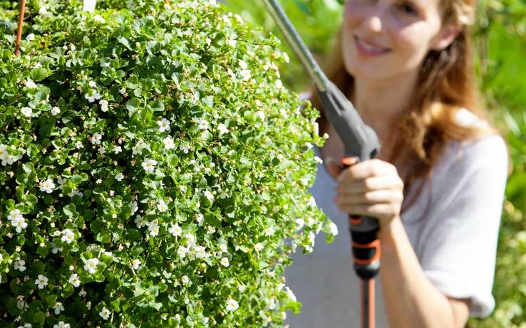 Eine Person, die eine große hängende Pflanze mit weißen Blüten in einem Garten beschneidet und sich dabei auf das Grün konzentriert.