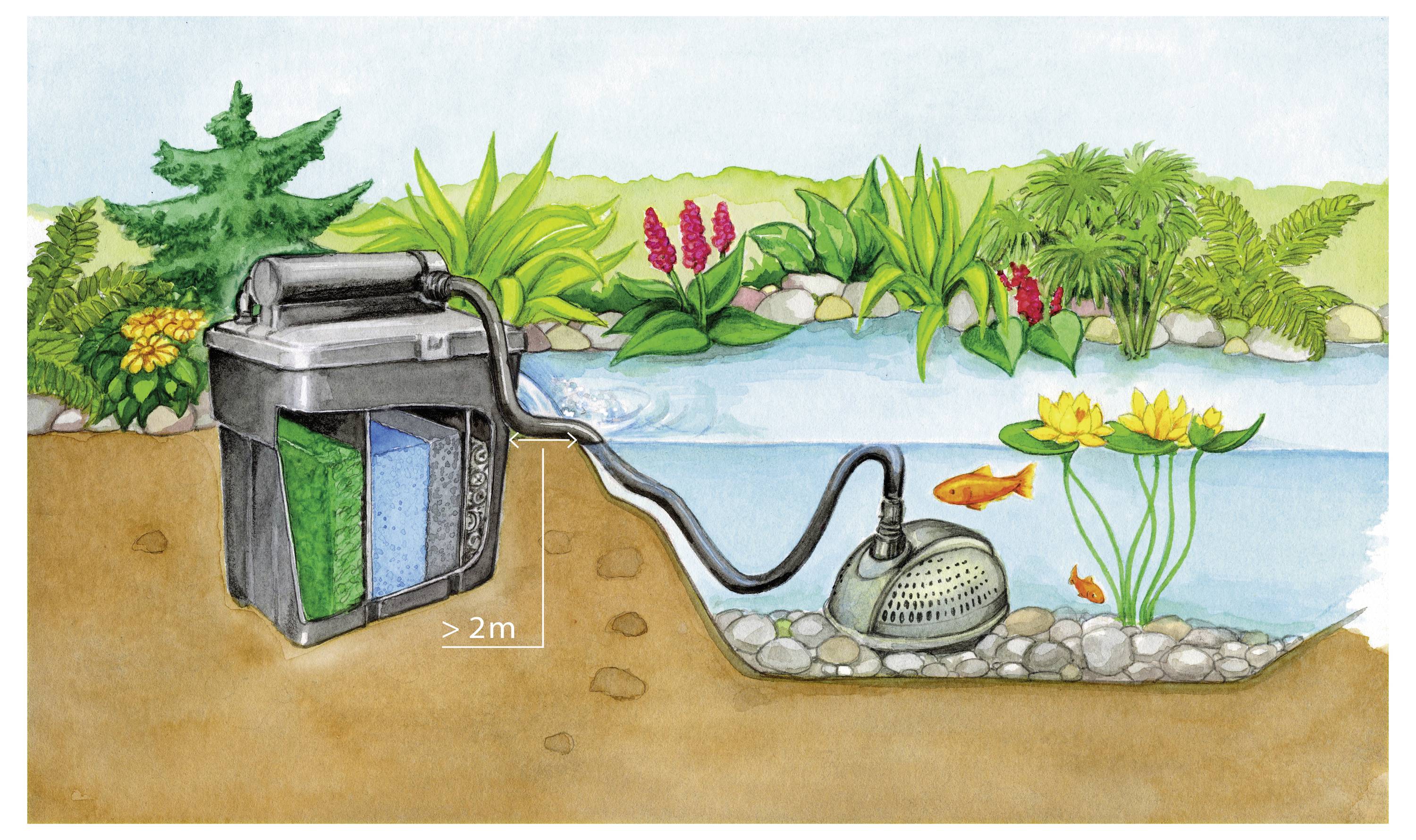 Ein Teichfiltrationssystem mit einer Pumpe und einem Filter, die über 2 Meter voneinander entfernt platziert sind. Üppige Pflanzen und zwei Fische befinden sich im Teich.