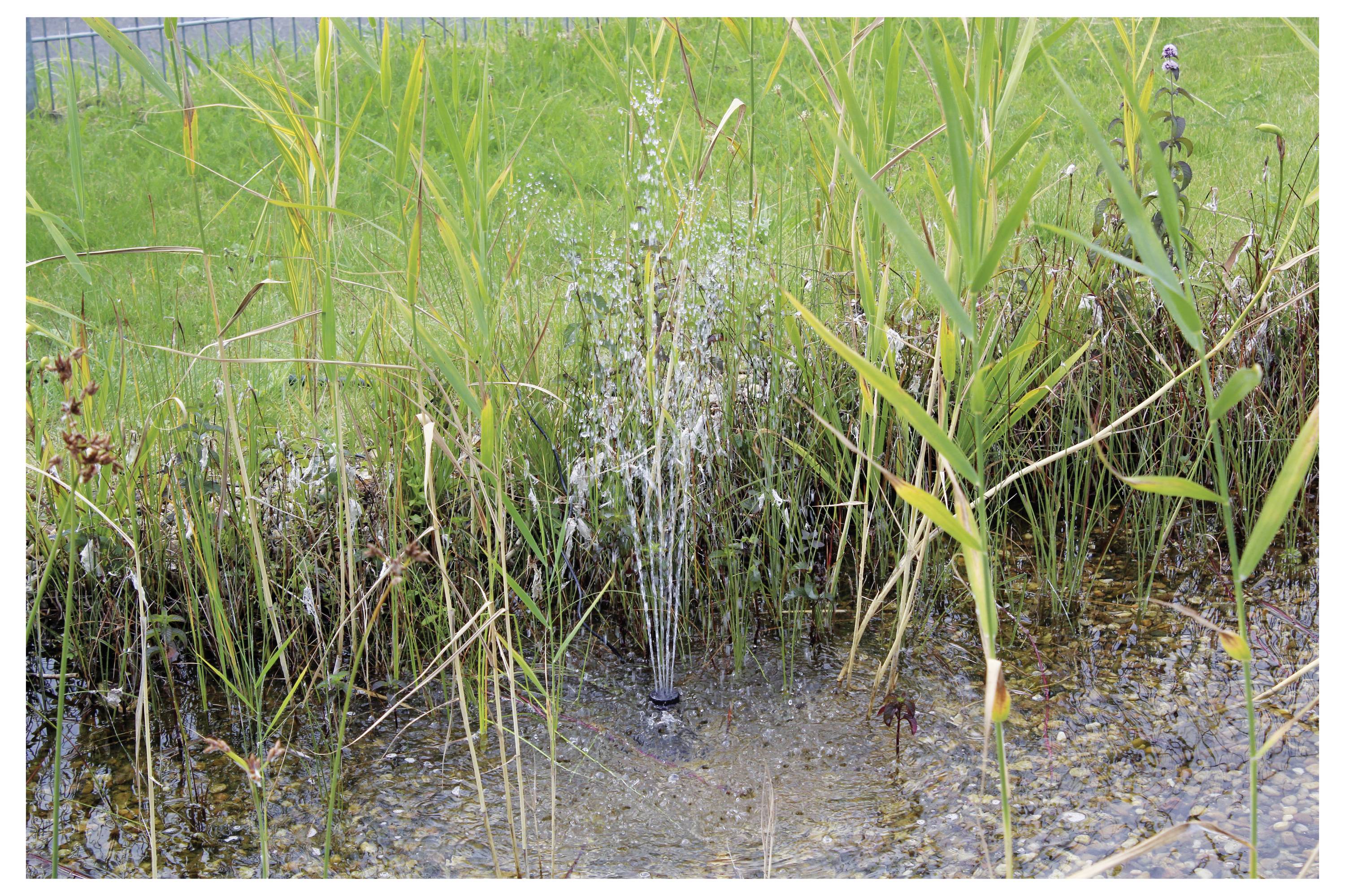 Ein kleiner Wasserbrunnen, umgeben von hohen Gräsern und Pflanzen in einem flachen Teich mit Kieseln. Grünes Gras ist im Hintergrund sichtbar.