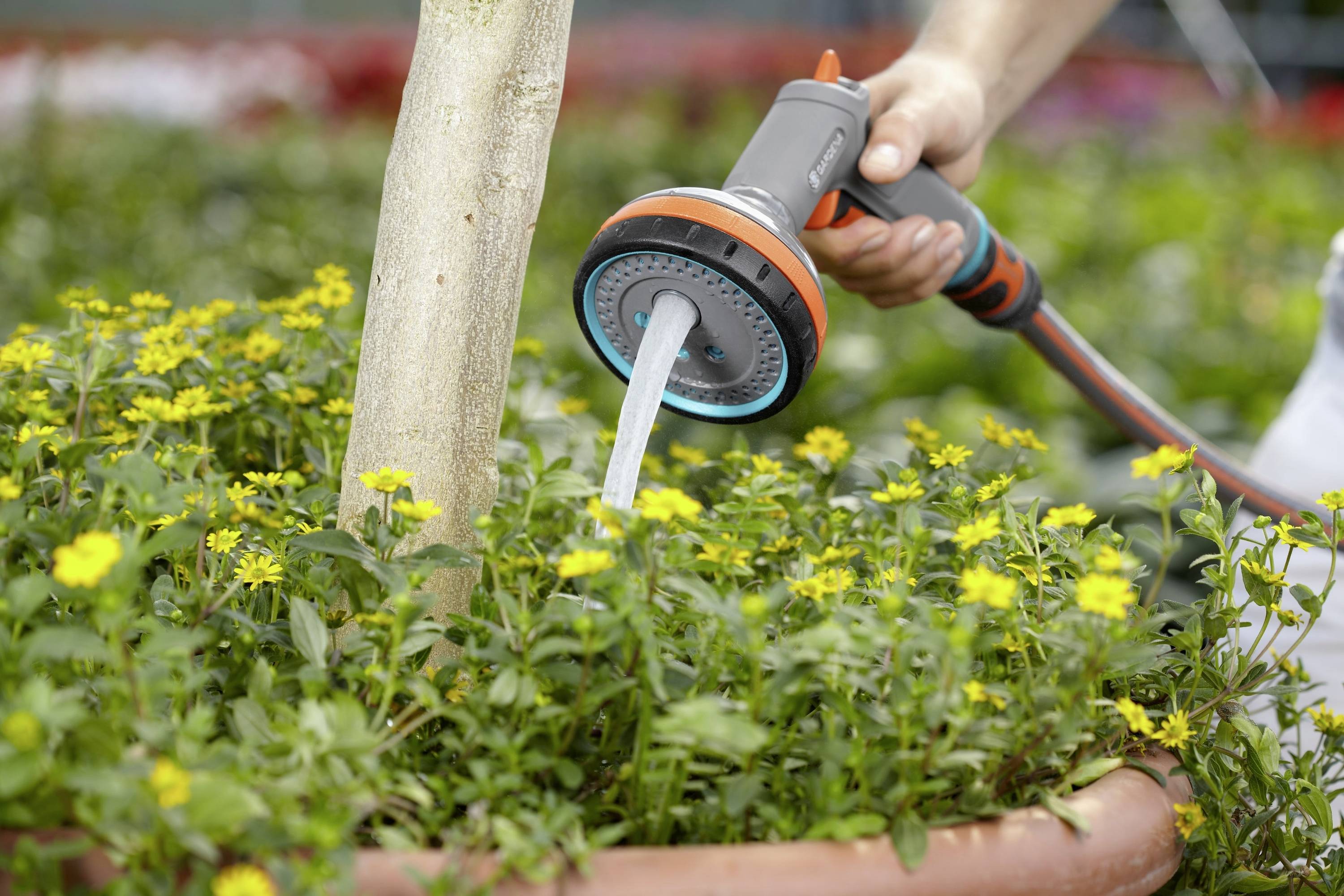 Eine Person gießt gelbe Blumen in einem Topf mit einem Gartenschlauch. Baumstamm befindet sich in der Mitte des Topfes.