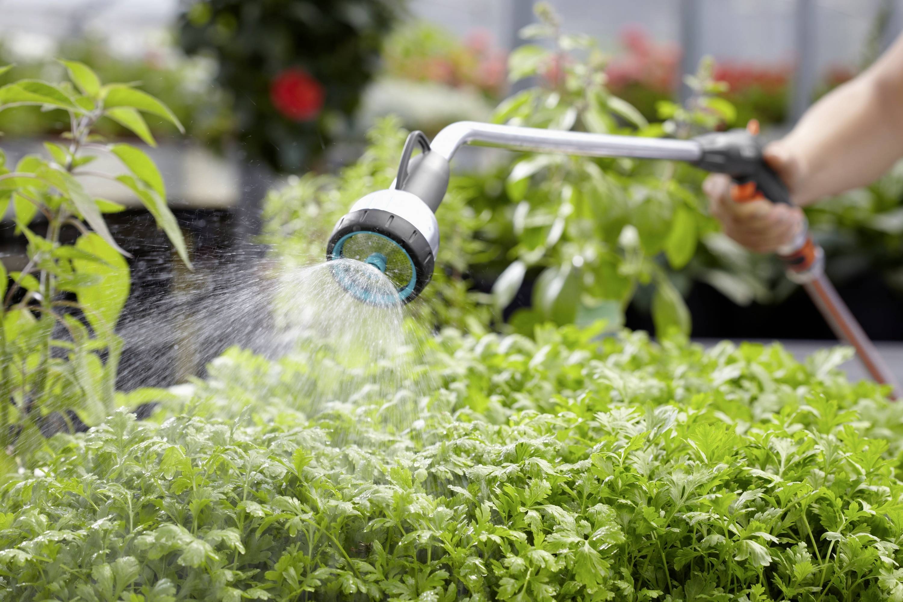 Eine Person gießt junge Pflanzen in einem Gewächshaus mit einer Gießbrause. Die Pflanzen sind grün und dicht beieinander.