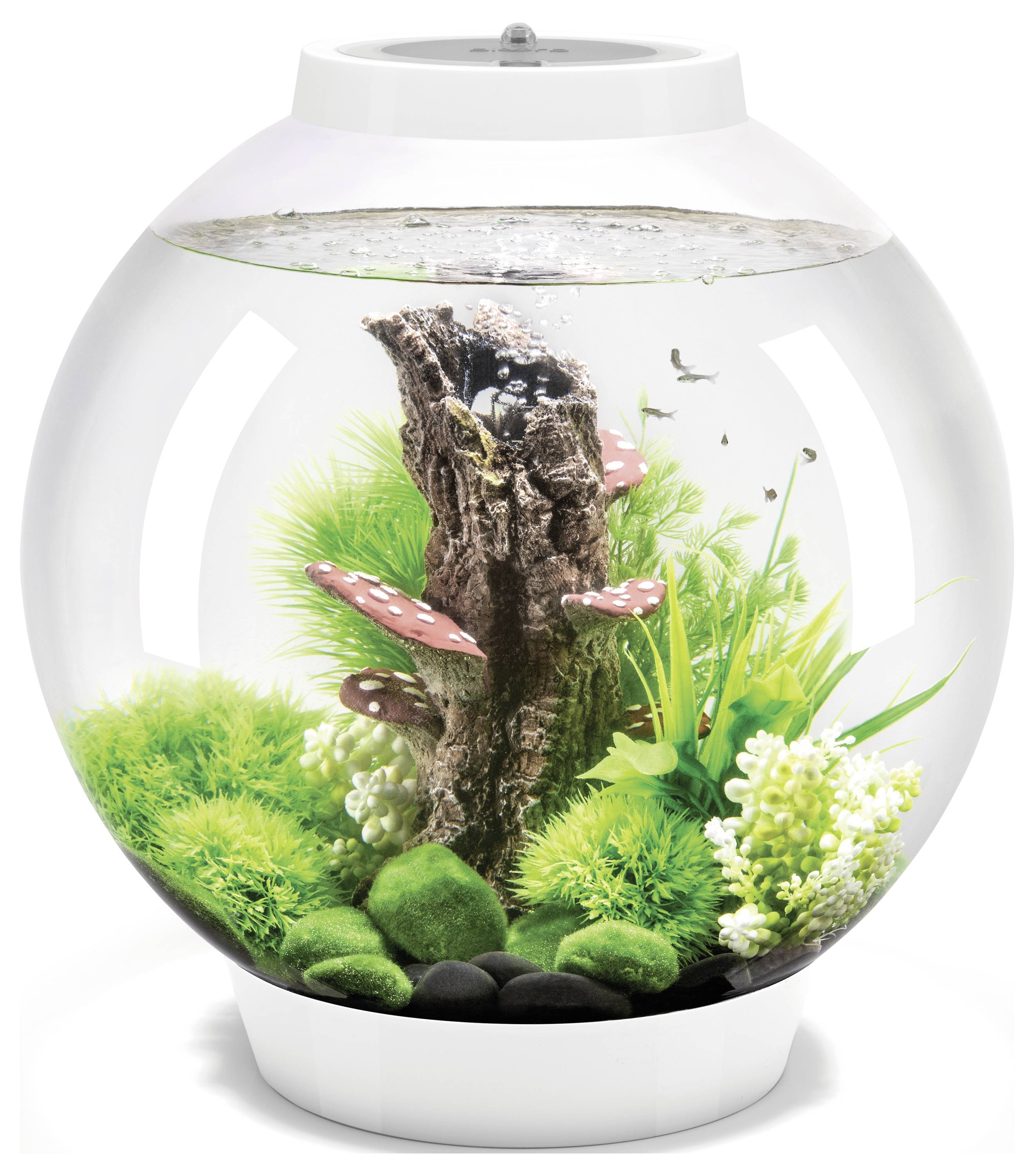 Ein kugelförmiges Aquarium mit grünen Pflanzen, dekorativen Pilzen und einem zentralen Holzelement im Inneren, gefüllt mit Wasser und kleinen Fischen.