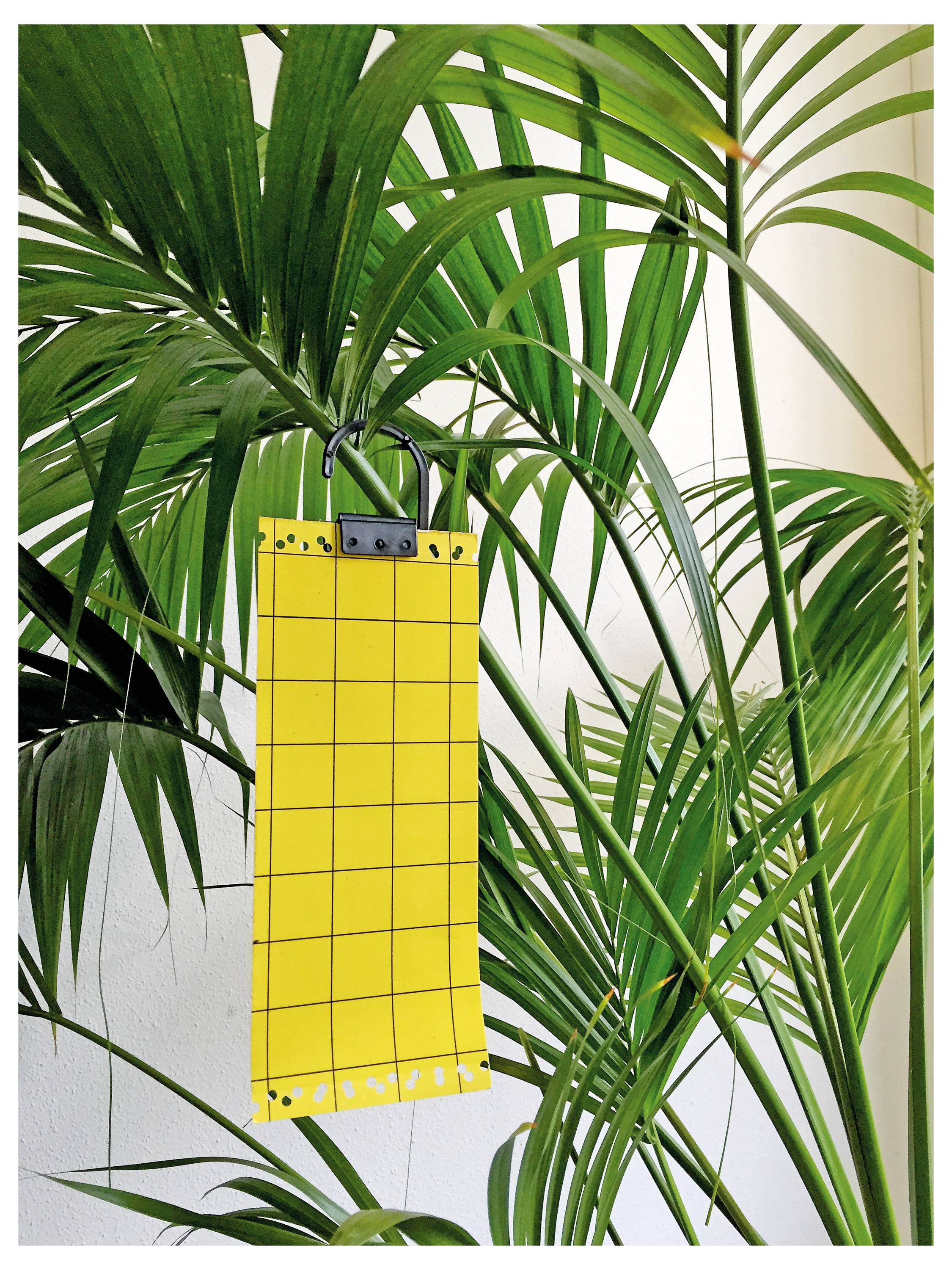 Eine gelbe Klebefalle hängt zwischen üppigen grünen Palmblättern. Die Falle ist mit einem Raster markiert und wird zum Fangen und Überwachen von Insekten verwendet.