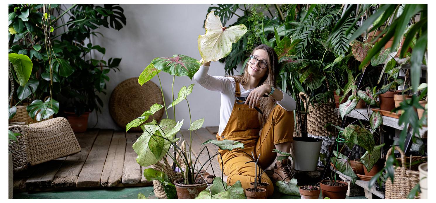 Swissinno NaturalControl 1 249 235 Insekten-Klebetafel Klebefolie, Lockstoff (L x B) 240mm x 100mm 5St.