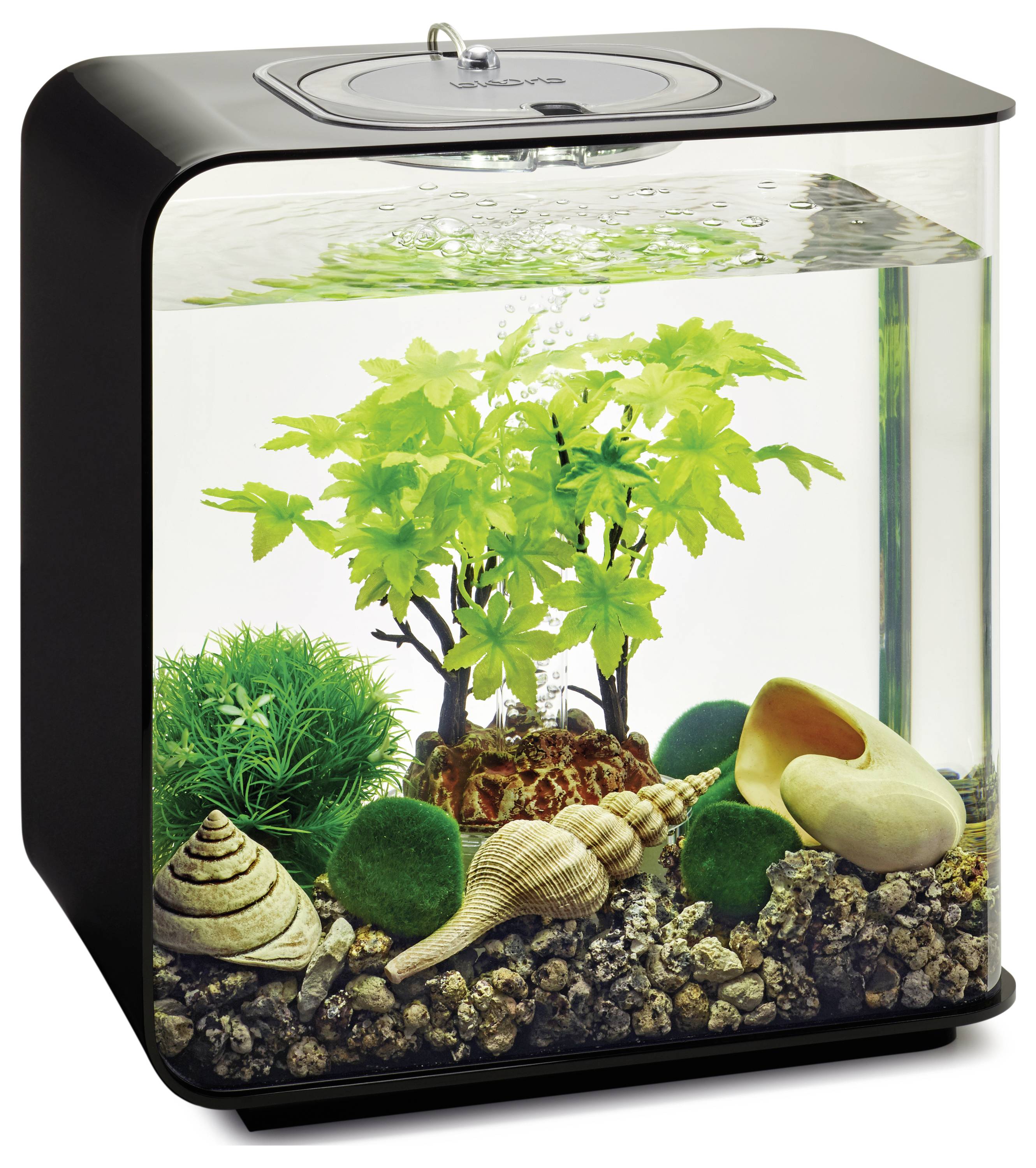 Ein kleines Aquarium mit grünen Pflanzen, Muscheln und dekorativen Steinen im Inneren, unter einem transparenten Deckel.