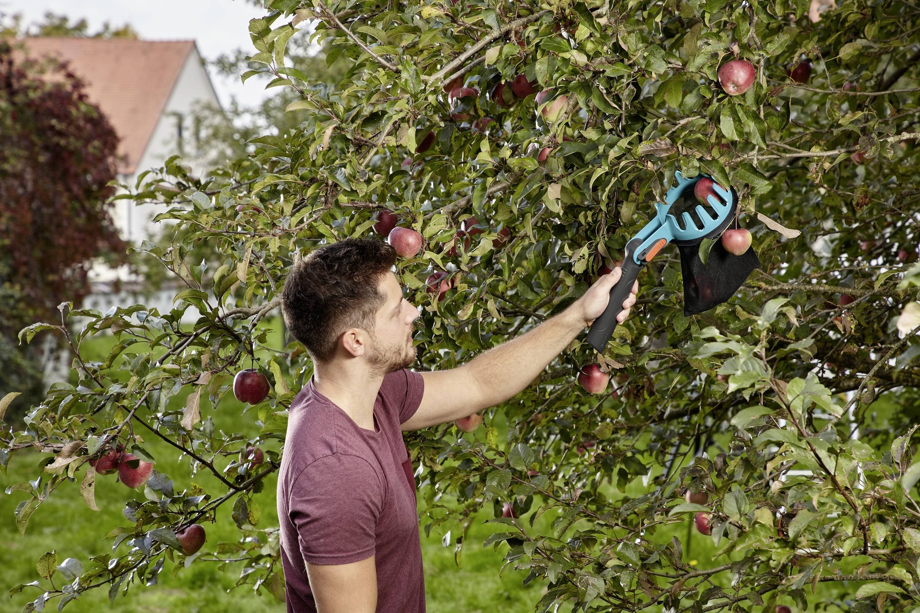 Ein Mann pflückt mit einem Werkzeug Äpfel von einem Baum in einem Garten. Im Hintergrund sind Bäume und ein Haus zu sehen.