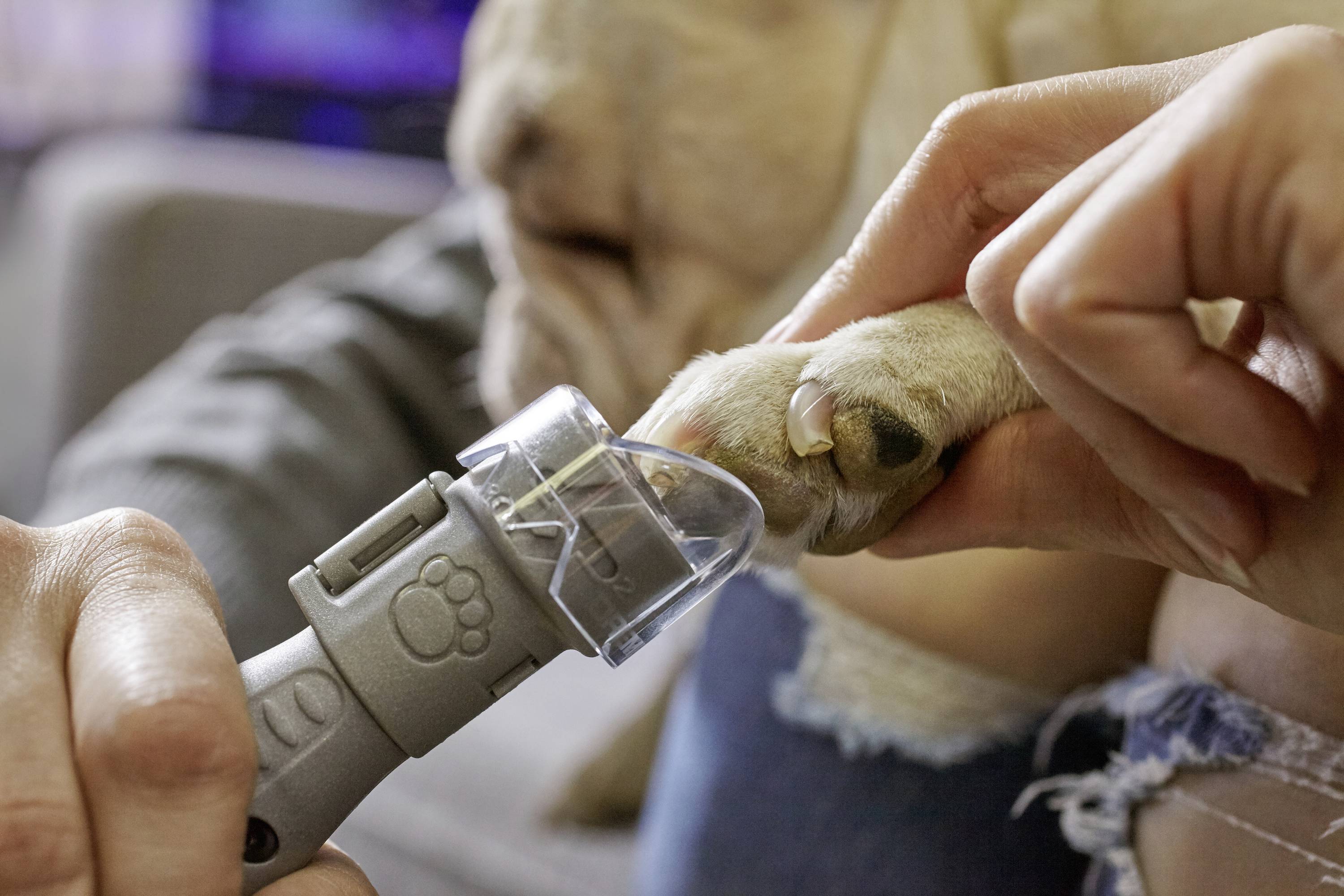 Dremel Pet Nail Grooming Tierkrallenpflege 1St.