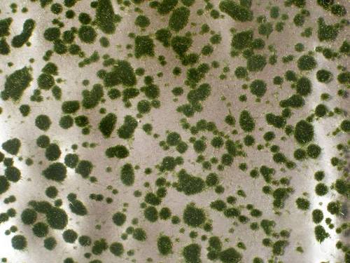 SH Moospolster Sommer