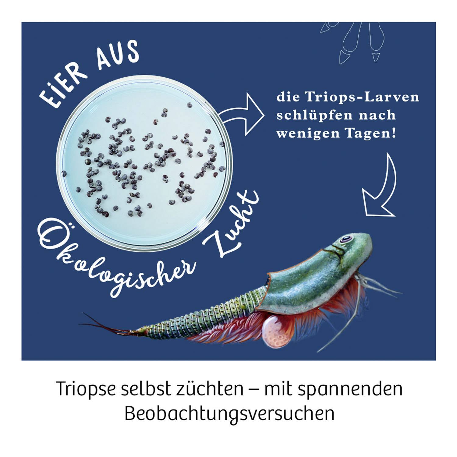 Bild eines Triops in einem Aquarium und einer Petri-Schale mit Eiern. Text: 'Eier aus ökologischer Zucht', 'die Triops-Larven schlüpfen nach wenigen Tagen'.