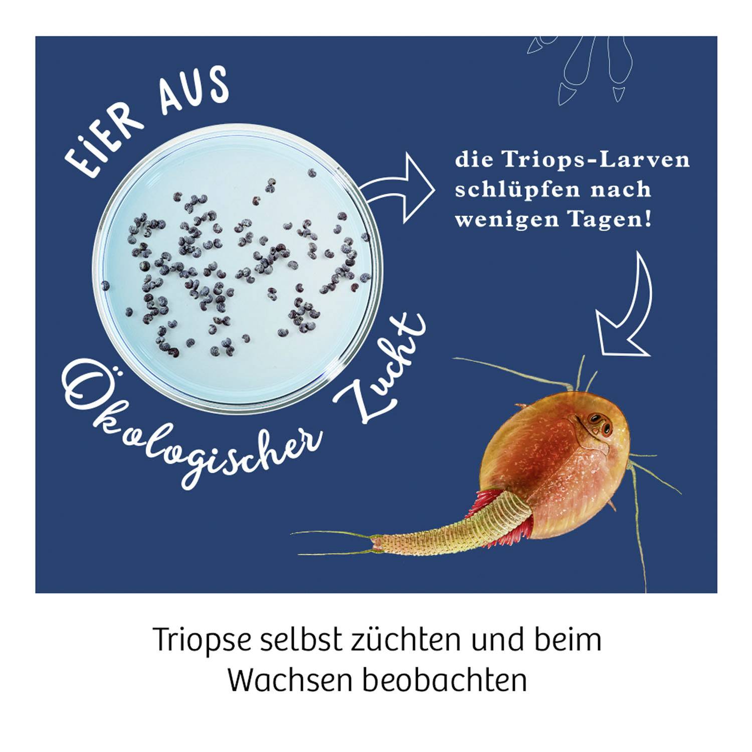 Kosmos 633097 Triops züchten Triops züchten & Natur Experimentier-Set ab 8 Jahre