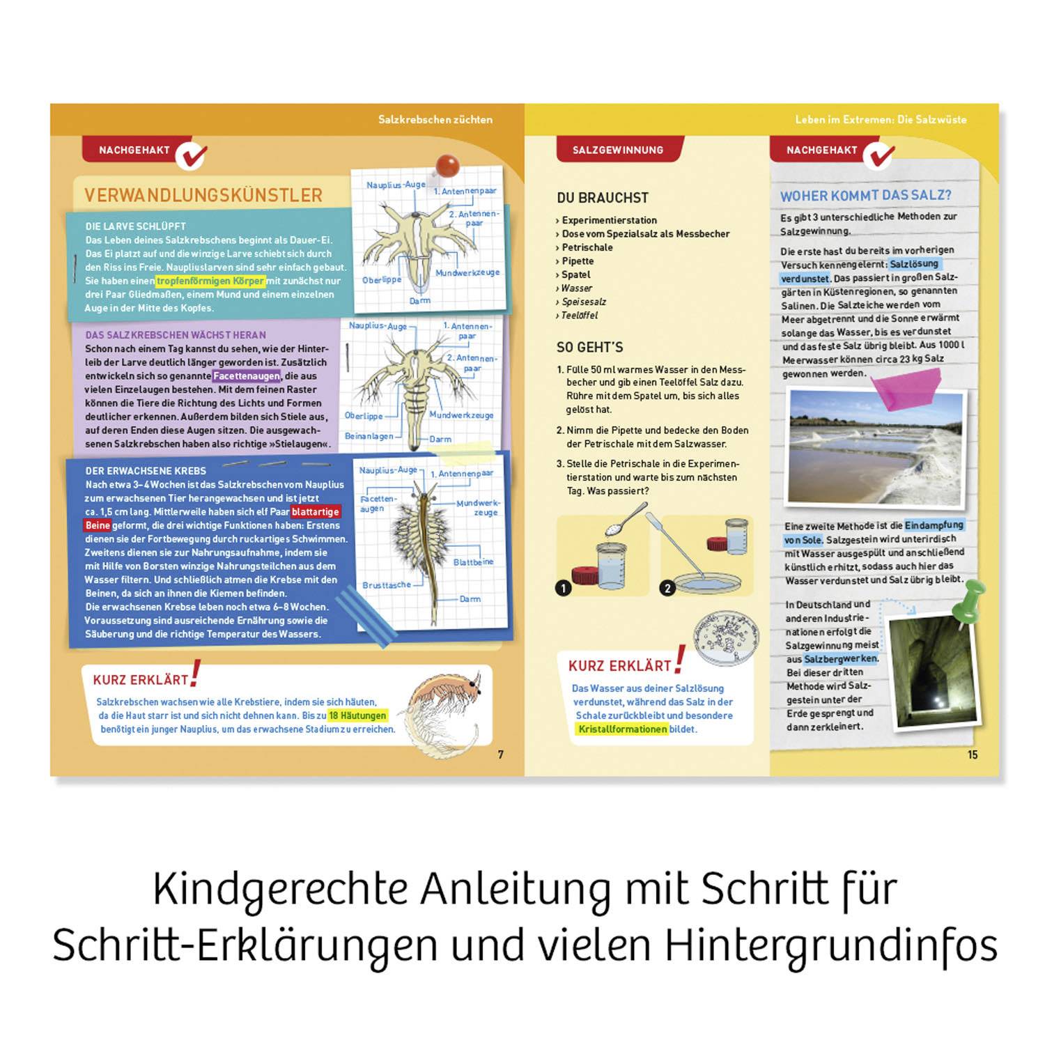 Kosmos 633264 Salzkrebse Biologie Experimentier-Set ab 8 Jahre