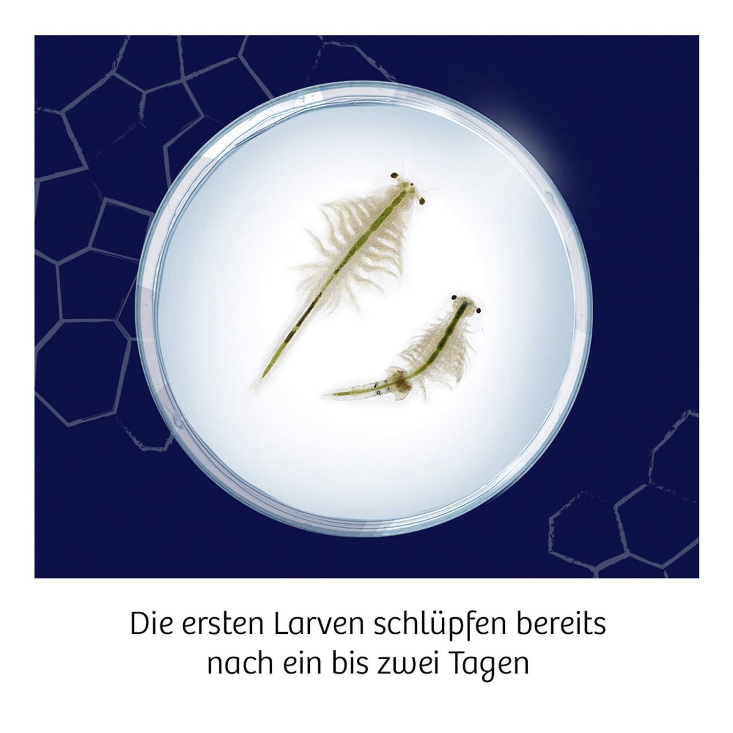 Kosmos 654160 FunScience Wuselnde Salzkrebse Biologie Experimentierkasten ab 8 Jahre