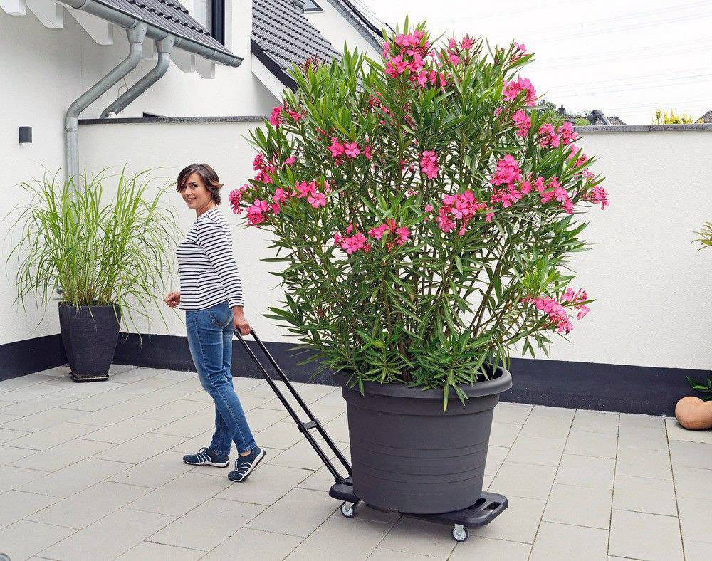 Wenko 88060500 Transport-Profi Transportwagen Stahl, Thermoplastischer Kunststoff, Polypropylen Schwarz, Silber