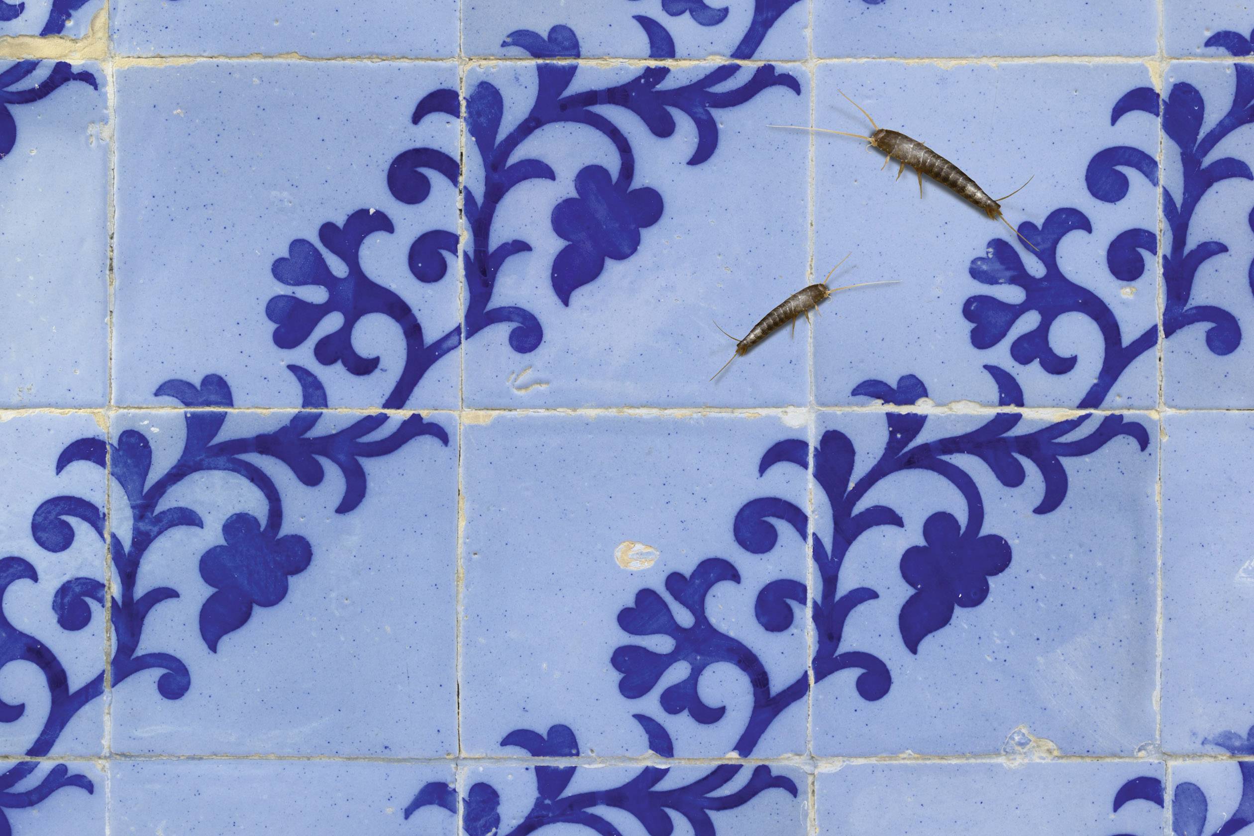 Gardigo silverfish defense Schädlingsvertreiber Funktionsart Ultraschall Wirkungsbereich 25 m² 1 St.