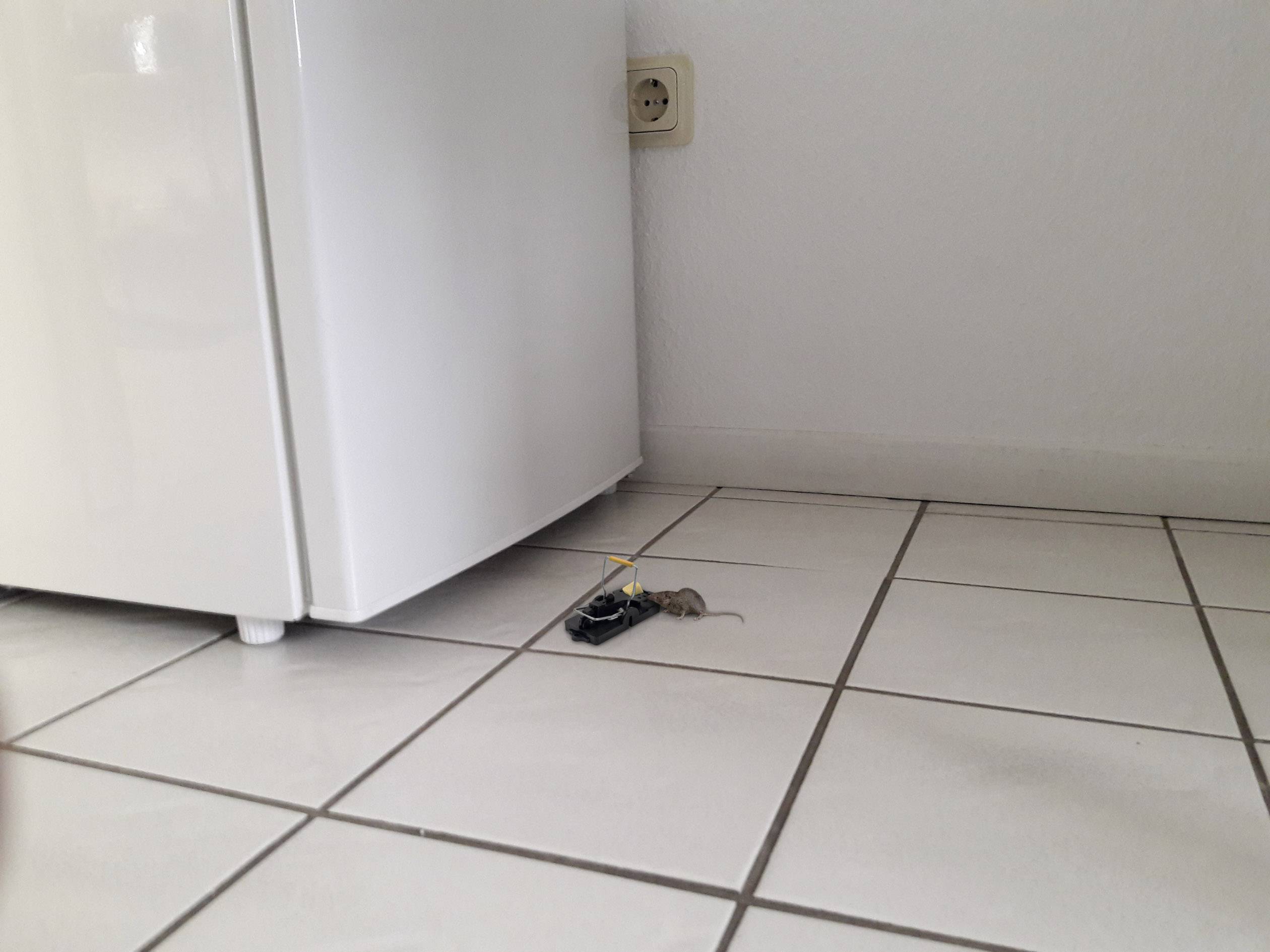 Gardigo mouse-trap Mausefalle Funktionsart Lockstoff 2 St.