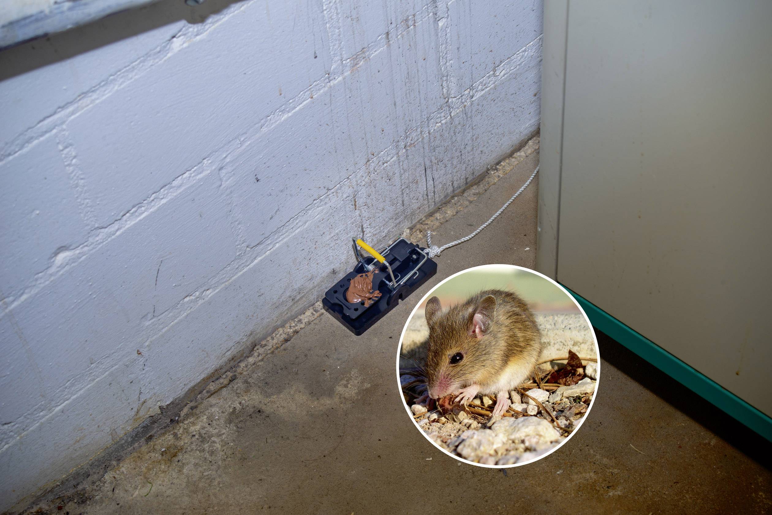 Gardigo mouse-trap Mausefalle Funktionsart Lockstoff 2 St.