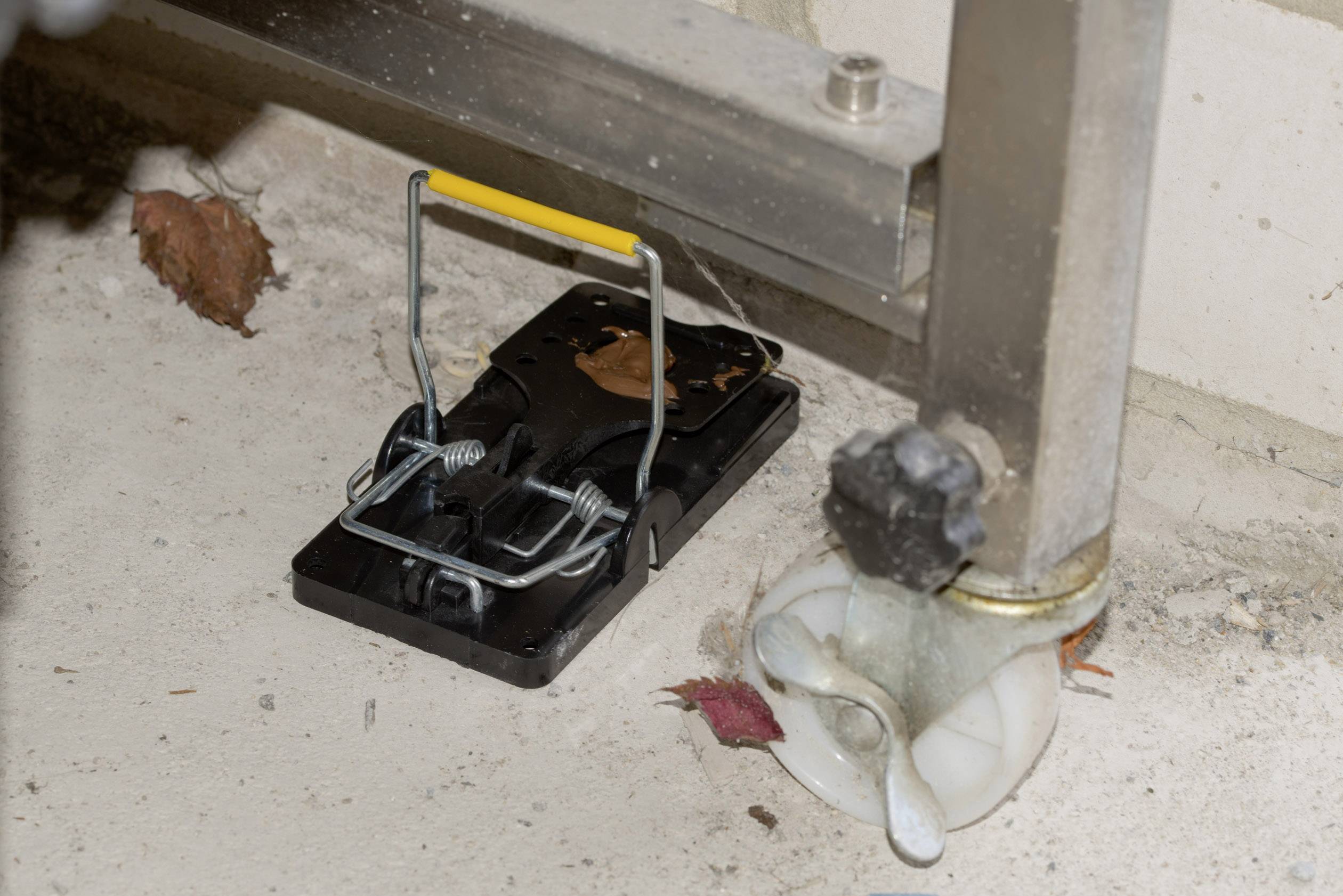 Gardigo rat trap Rattenfalle Funktionsart Lockstoff 5St.