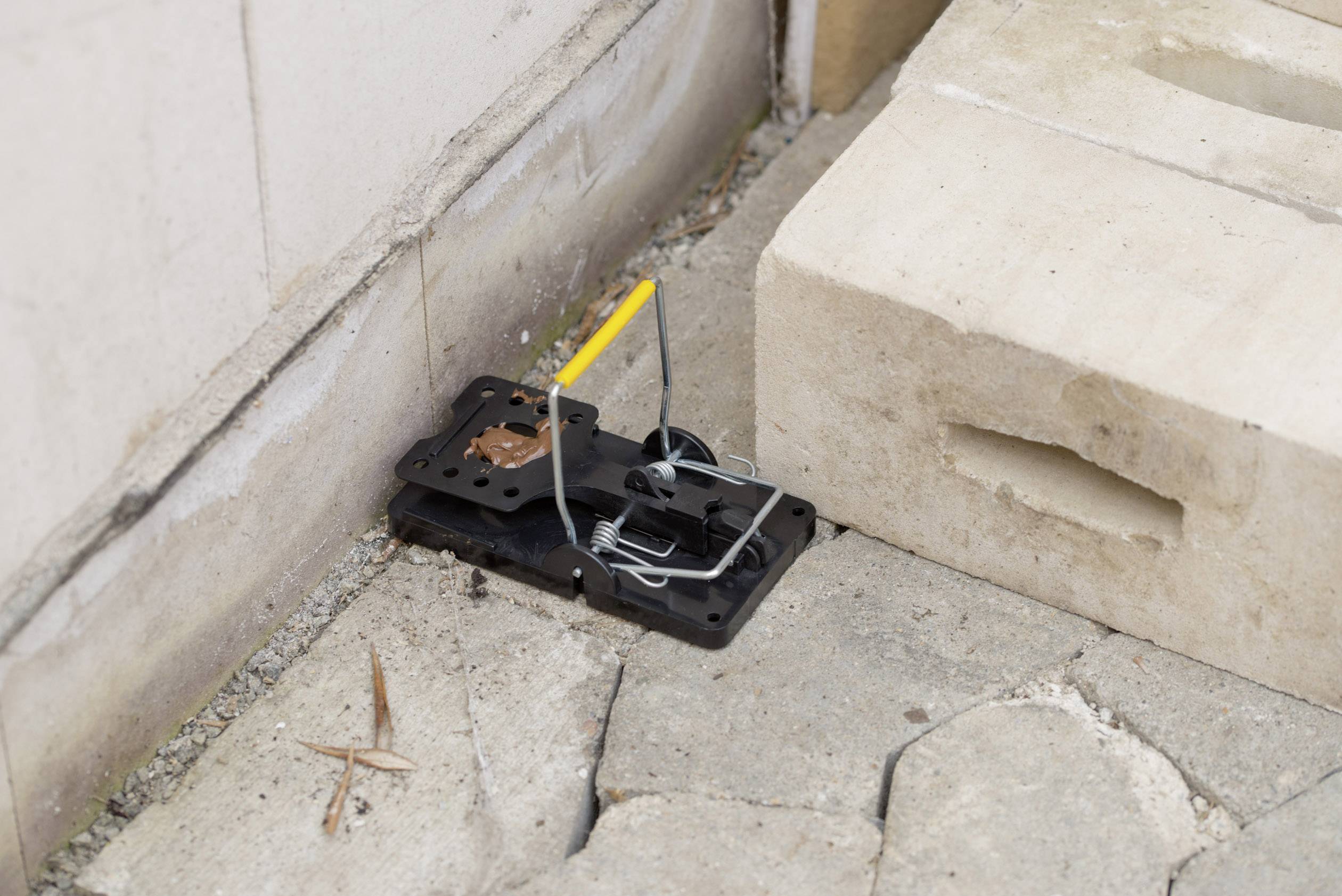 Gardigo rat trap Rattenfalle Funktionsart Lockstoff 5St.