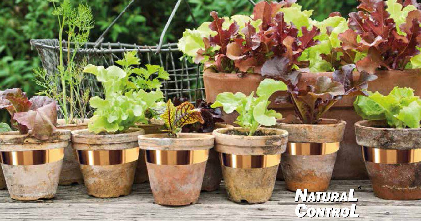 Swissinno Natural-Control Slug Copper Schneckenabwehr Funktionsart Abschreckung 1 St.