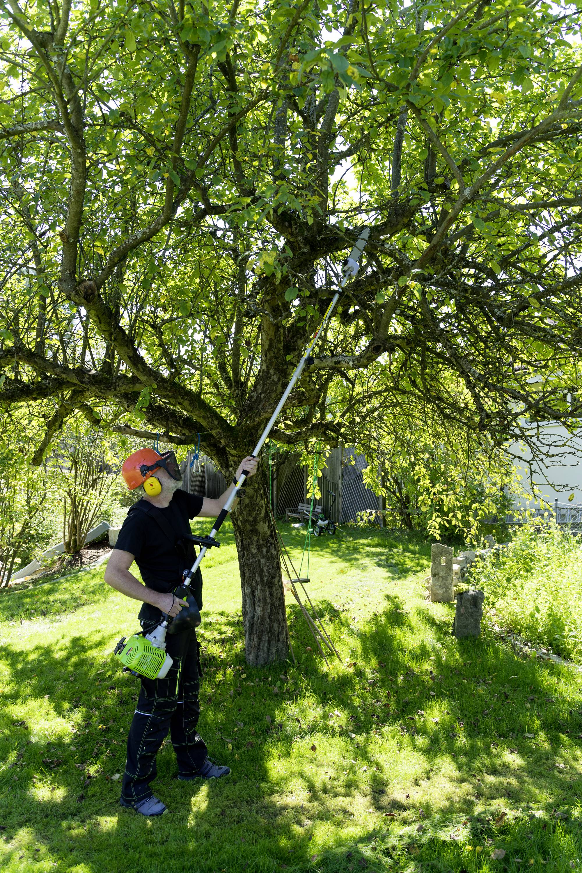 Eine Person schneidet mit einem Teleskop-Schneider Äste von einem Baum in einem sonnigen Garten. Sie trägt Schutzkleidung.