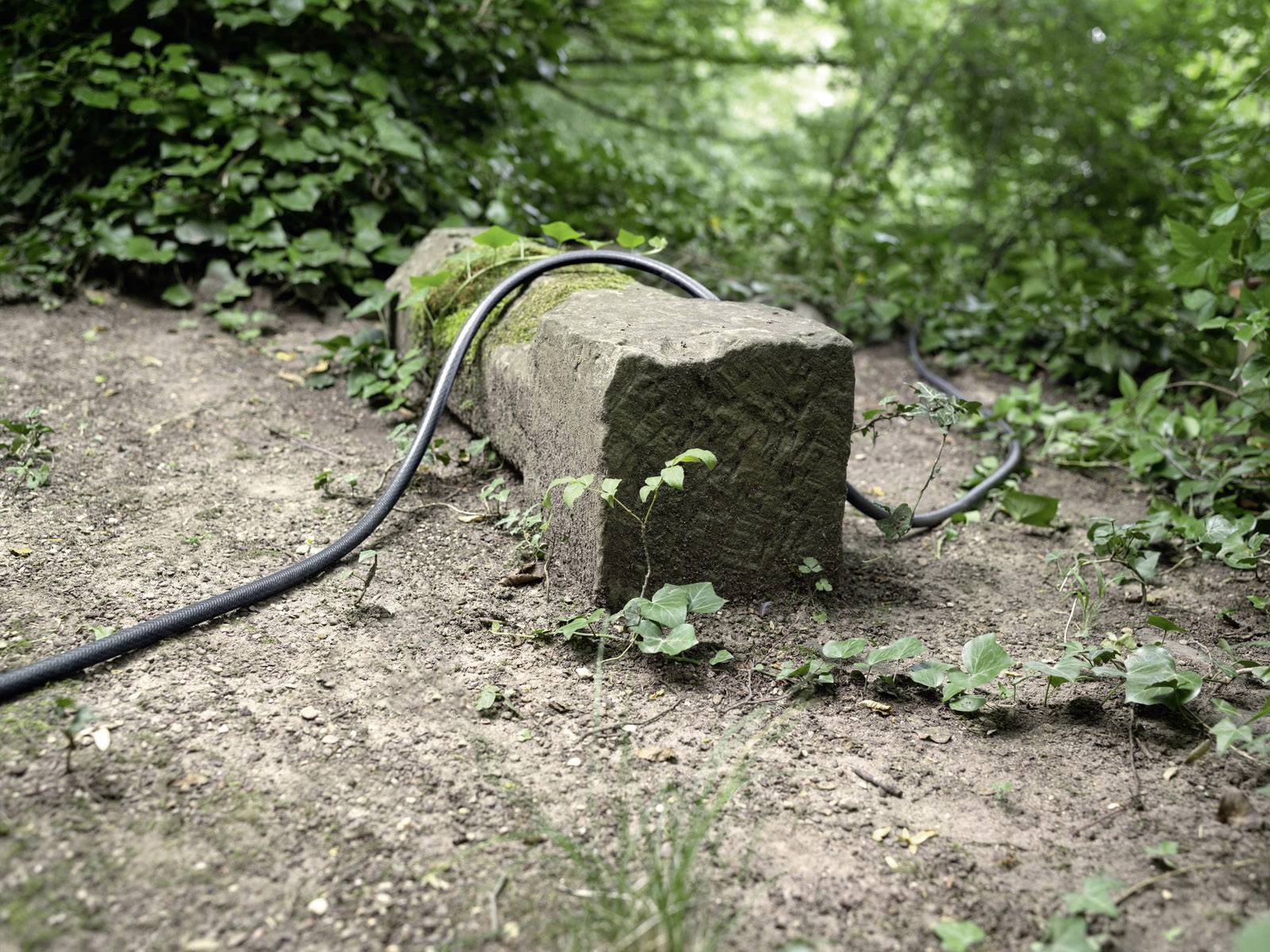 Ein alter, moosbedeckter Stein liegt auf erdigem Waldboden, umgeben von Pflanzen. Ein schwarzer Schlauch ist um den Stein gewickelt.