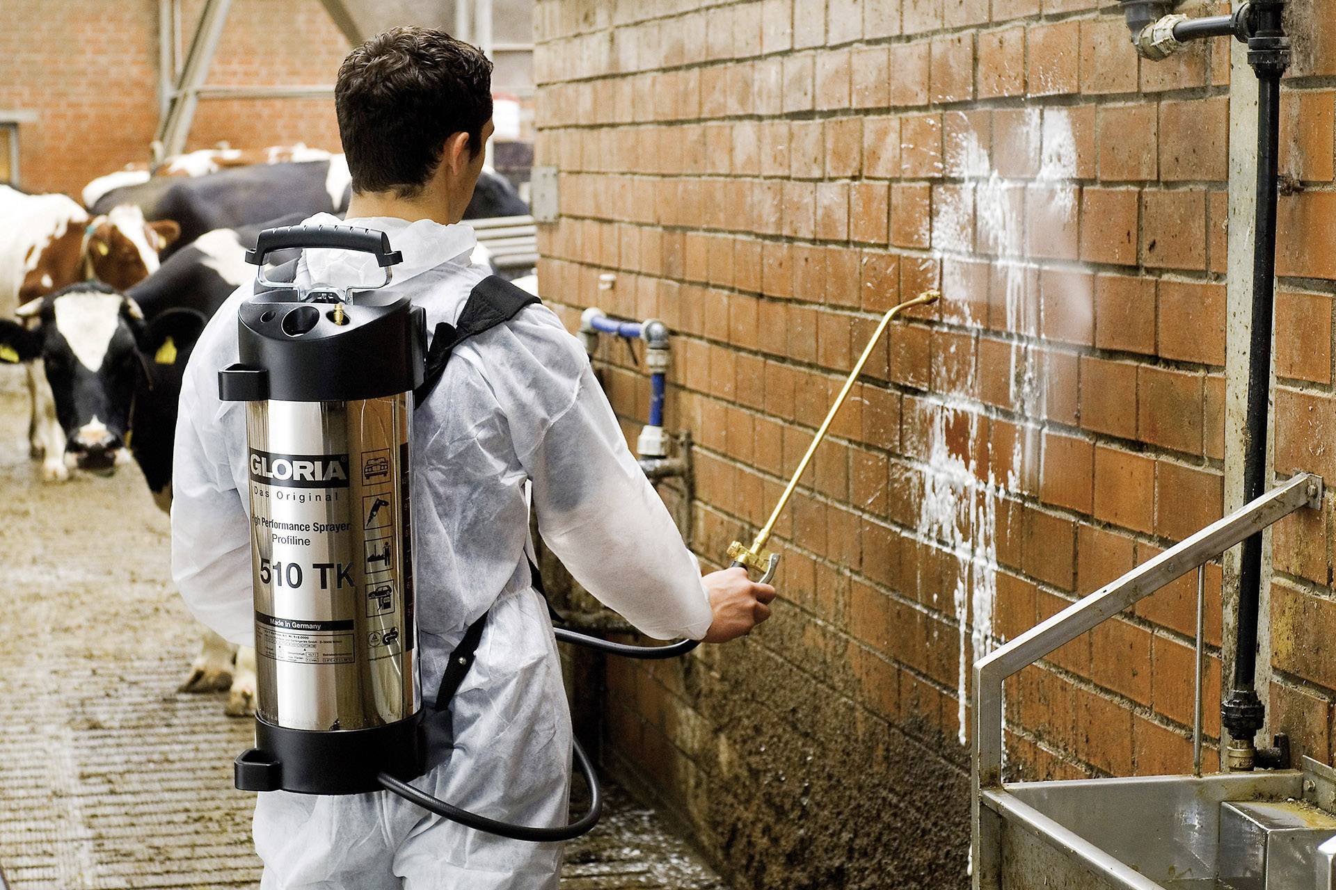 Person sprüht Flüssigkeit auf Wand in einem Milchbetrieb. Trägt Schutzanzug und benutzt Rückenspritze. Kühe im Hintergrund.