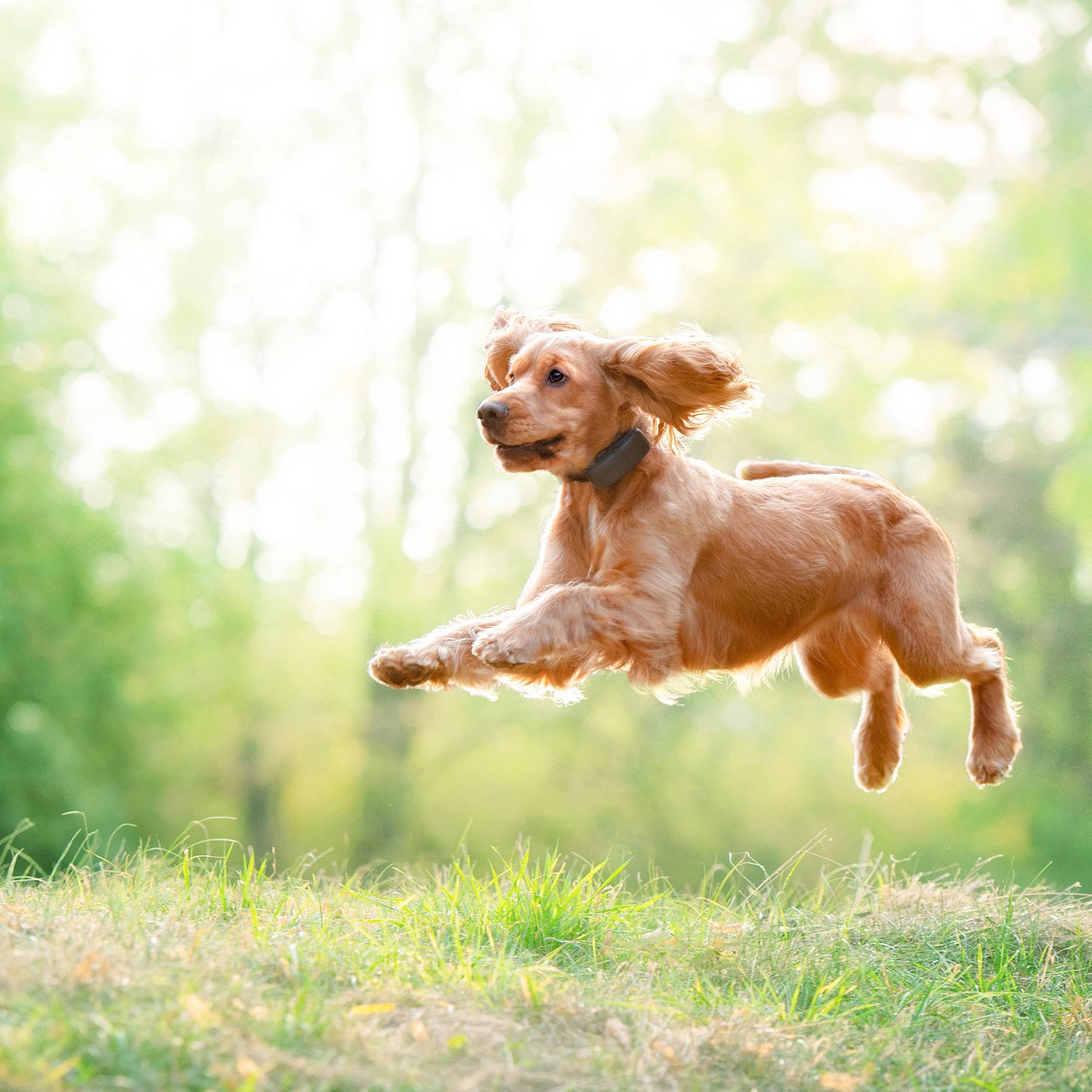 Tractive GPS DOG Hunde GPS Tracker Haustiertracker Schwarz, Blau