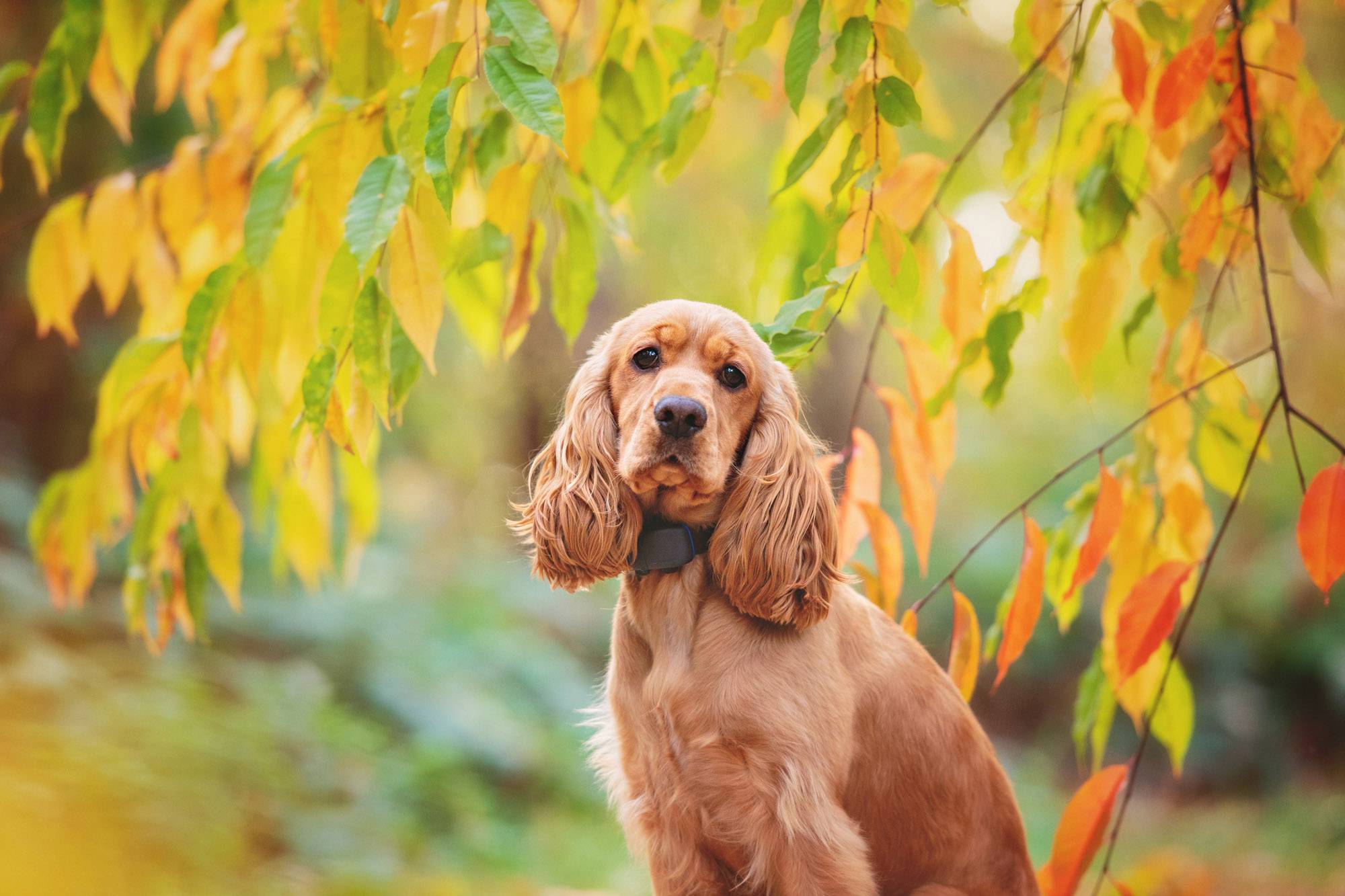 Tractive GPS DOG Hunde GPS Tracker Haustiertracker Schwarz, Blau