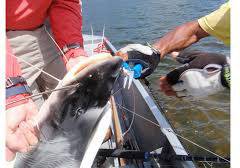 CUDA Needle Nose 18828 Anglerzange Blau