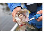 CUDA Needle Nose 18828 Anglerzange Blau