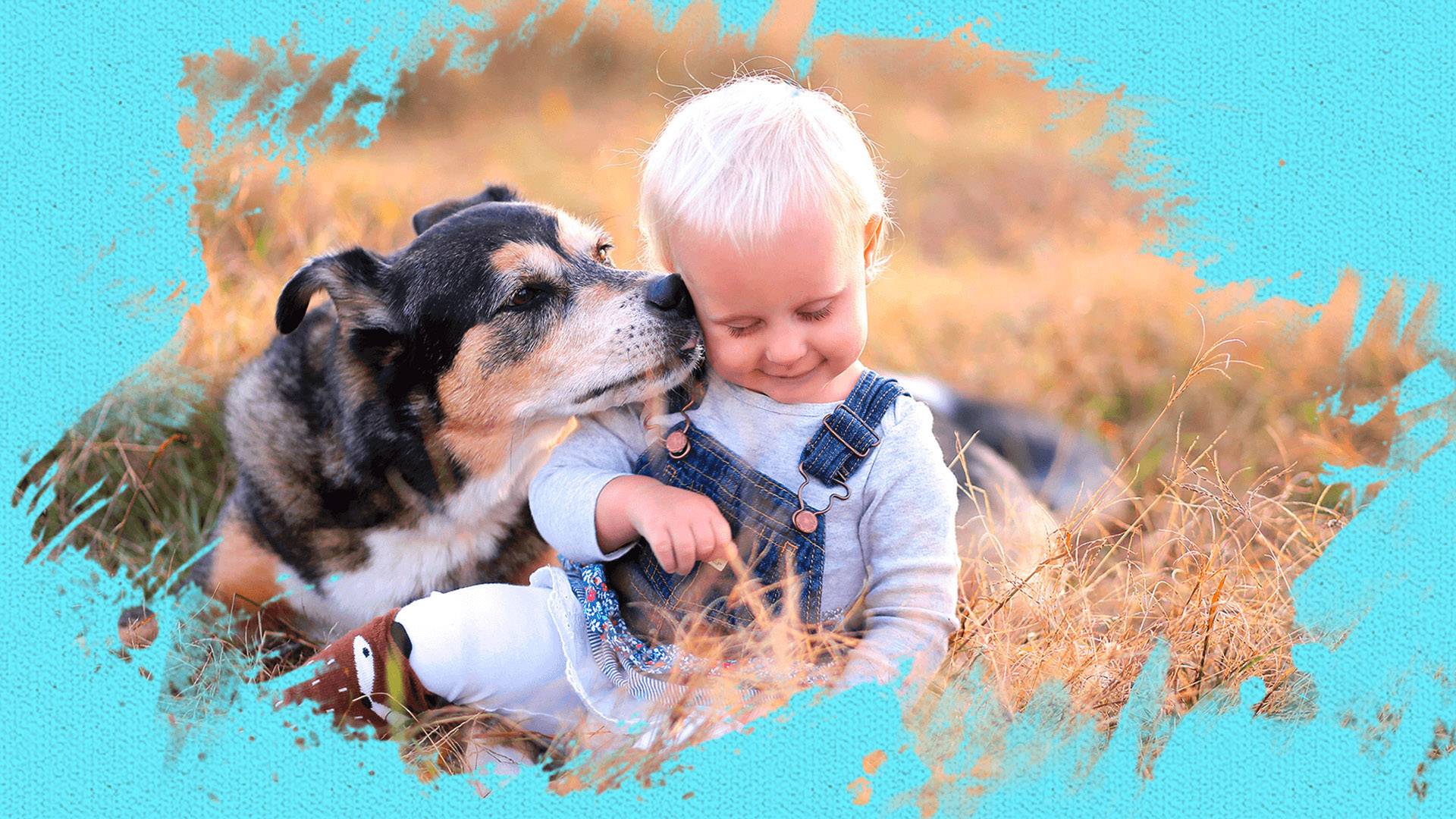 Adobe Photoshop Elements 2020 Vollversion, 1 Lizenz Windows, Mac Bildbearbeitung