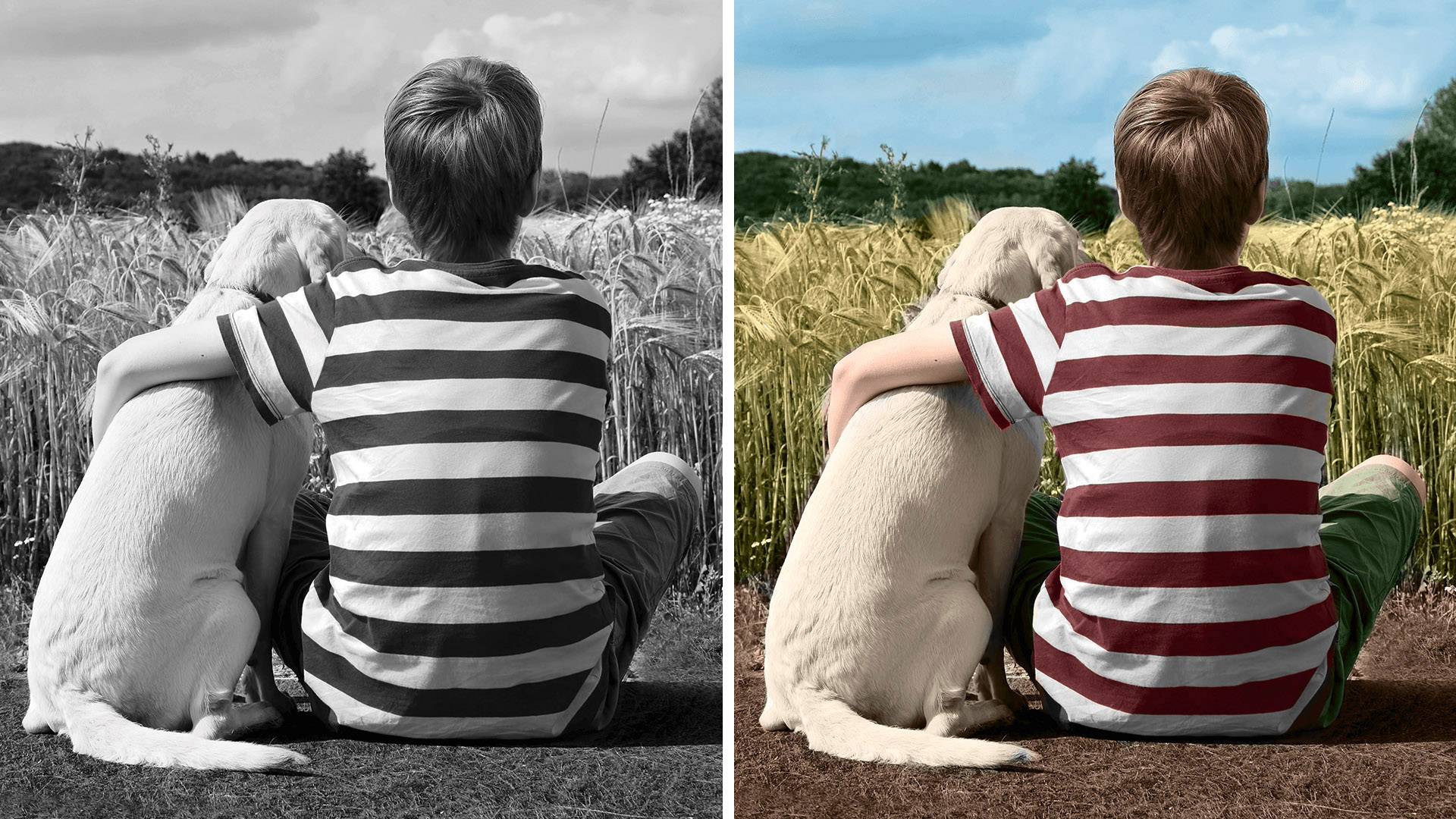 Adobe Photoshop & Premiere Elements Upgrade, 1 Lizenz Windows Bildbearbeitung