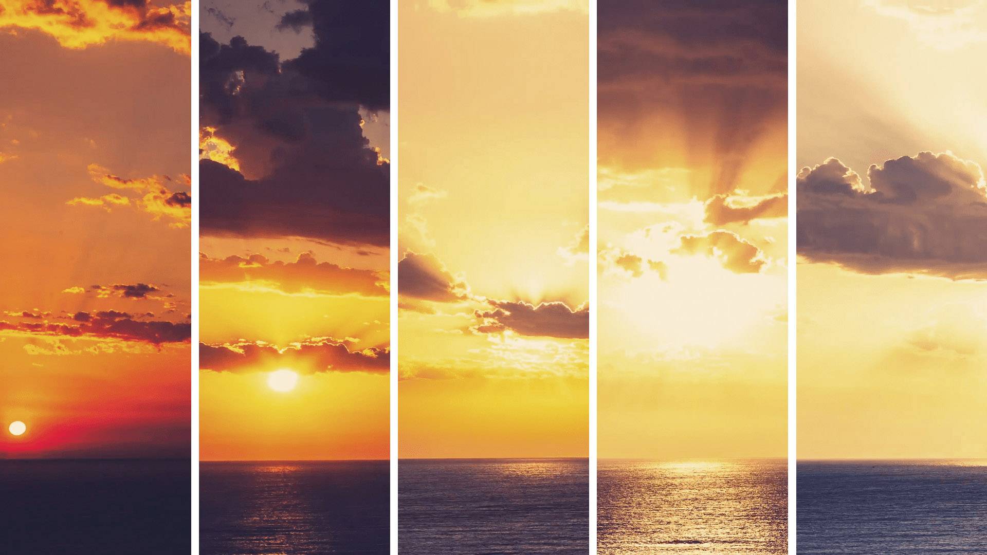 Adobe Premiere Elements Vollversion, 1 Lizenz Windows, Mac Bildbearbeitung